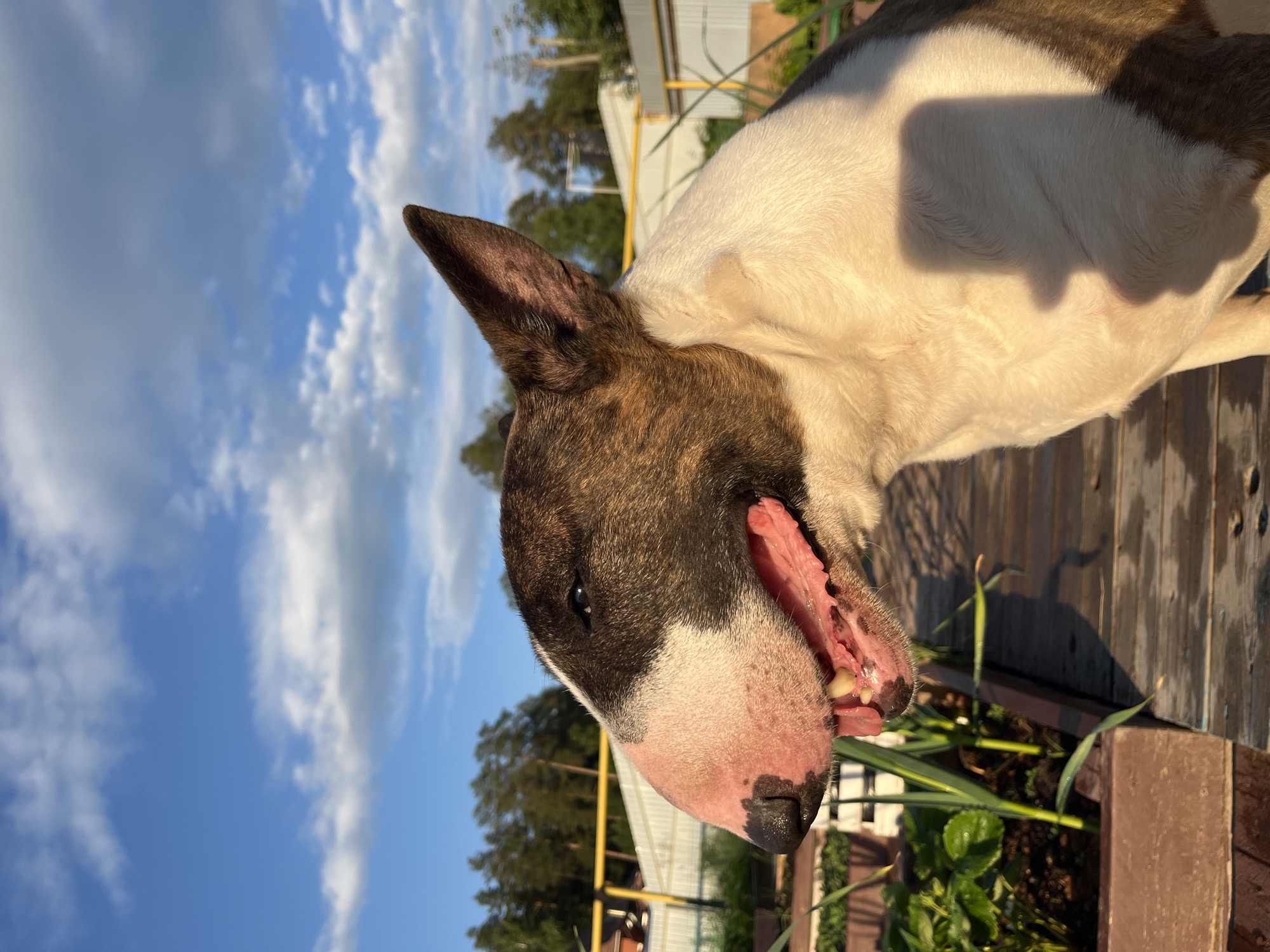 A brindled and white Bull Terrier dog is positioned in profile, facing left, outdoors. The dog's mouth is slightly open, revealing its pink tongue and teeth. In the background, a garden bed with green plants is visible. Further back, there are trees and a fence, with a bright yellow pole extending across the scene. The sky is blue with scattered white clouds, indicating daytime. The image appears to have been taken in a rural or suburban outdoor setting, possibly a backyard.