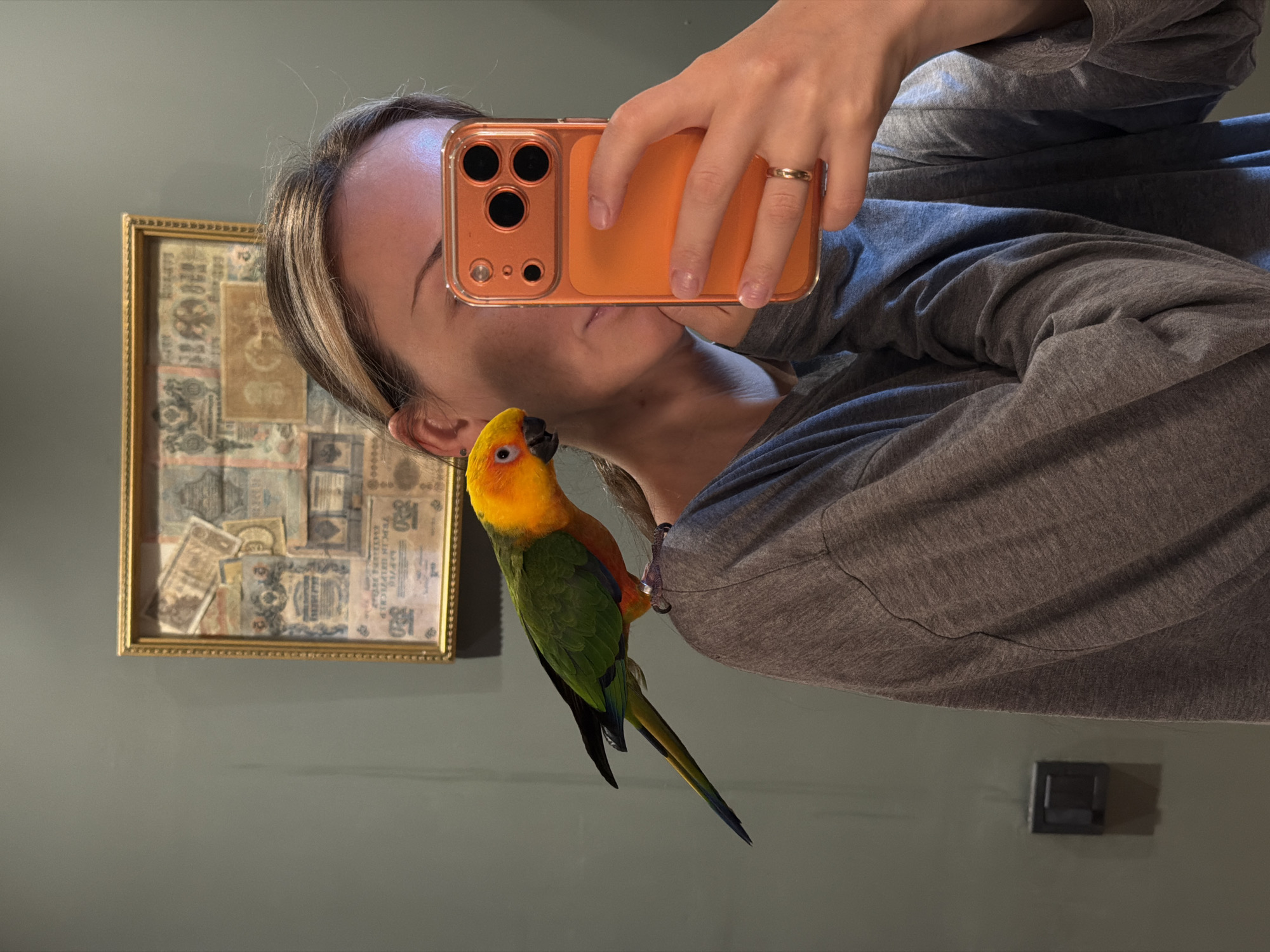 An indoor selfie shows a person holding an orange-cased smartphone (likely an iPhone Pro model, given the three prominent camera lenses) in their right hand, capturing their reflection in a mirror. The person, appearing to be an adult, wears a grey long-sleeved top, and a simple gold-colored ring is visible on their right ring finger. Their face is largely obscured by the phone, but their forehead, eyebrows, and parts of their hair (light brown with highlights) are visible.
Perched on the person's left shoulder is a vibrant Sun Conure parrot, characterized by its bright orange-yellow head and chest, green wings and back, and a long tail with dark blue/black feathers. The parrot has a black beak and a dark eye. A small metal ring, possibly part of a harness or a leg band, is visible near its shoulder.
The background features a plain, dark greenish-grey wall. To the left of the person's head, a gold-framed picture hangs, containing an artistic arrangement of several old, faded banknotes. Visible text on some of these banknotes includes Cyrillic script, with phrases like "ОДНА ТЫСЯЧА РУБЛЕЙ" (One Thousand Rubles) and "РСФСР" (RSFSR), indicating they are early Soviet-era Russian currency. A dark, rectangular wall fixture, possibly a light switch or outlet, is visible on the lower right side of the wall. The lighting suggests an indoor setting, likely a home, in Khimki, Russia.