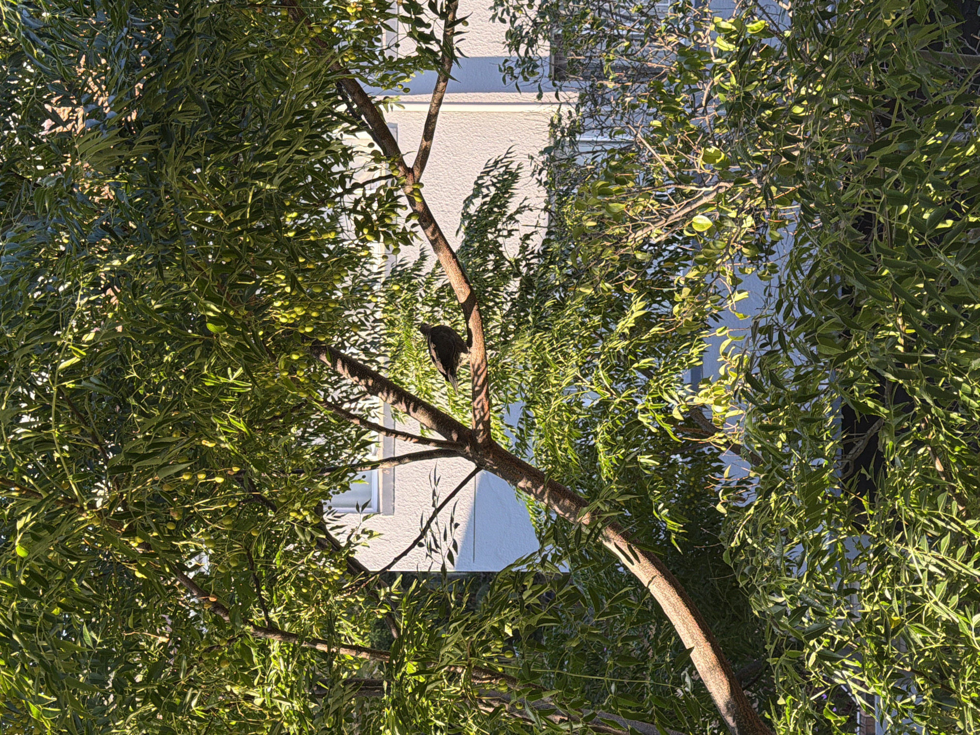 A black bird is perched on a branch of a tree, viewed from below. The tree's branches are filled with green leaves, partially obscuring a white building in the background. The location appears to be Cape Town, South Africa. The scene is bathed in sunlight. No people are visible.
