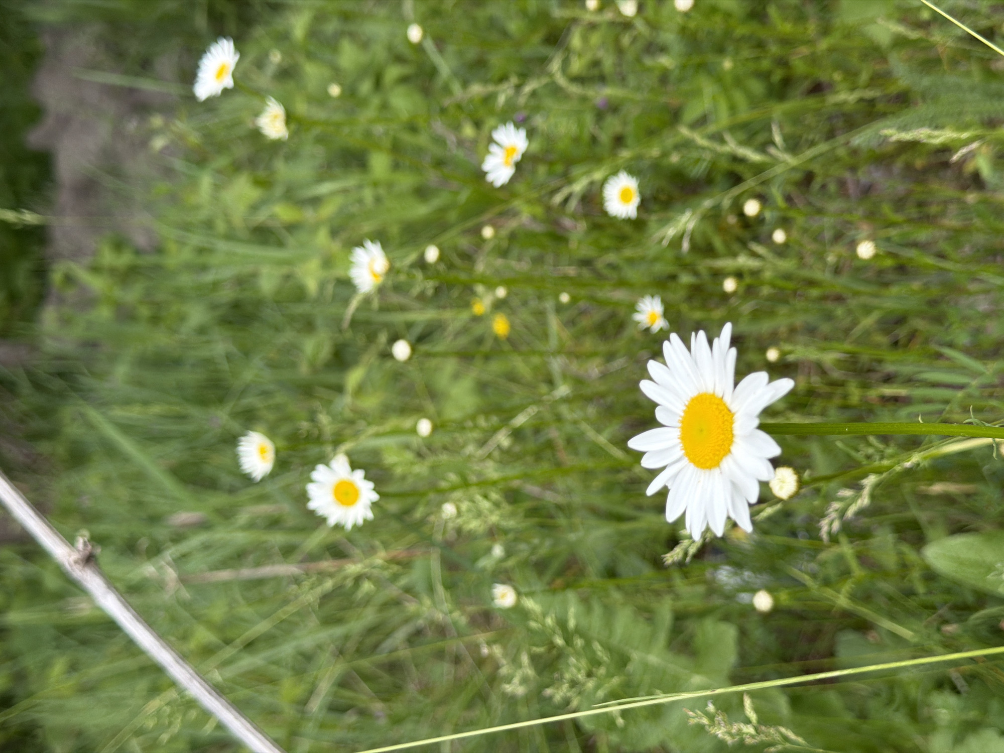 The image depicts a field of grass in Otaraani, Georgia, interspersed with white daisies. The foreground features a single, fully bloomed daisy with a bright yellow center and white petals. Other daisies, in various stages of bloom, are scattered throughout the field, some appearing out of focus. A silver-colored pole or bar is visible in the lower left corner of the image. The background consists of lush green grass, providing a natural setting. The lighting is diffused, suggesting an overcast day. There are no people, notable structures, or manufactured items present in the scene, besides the pole.