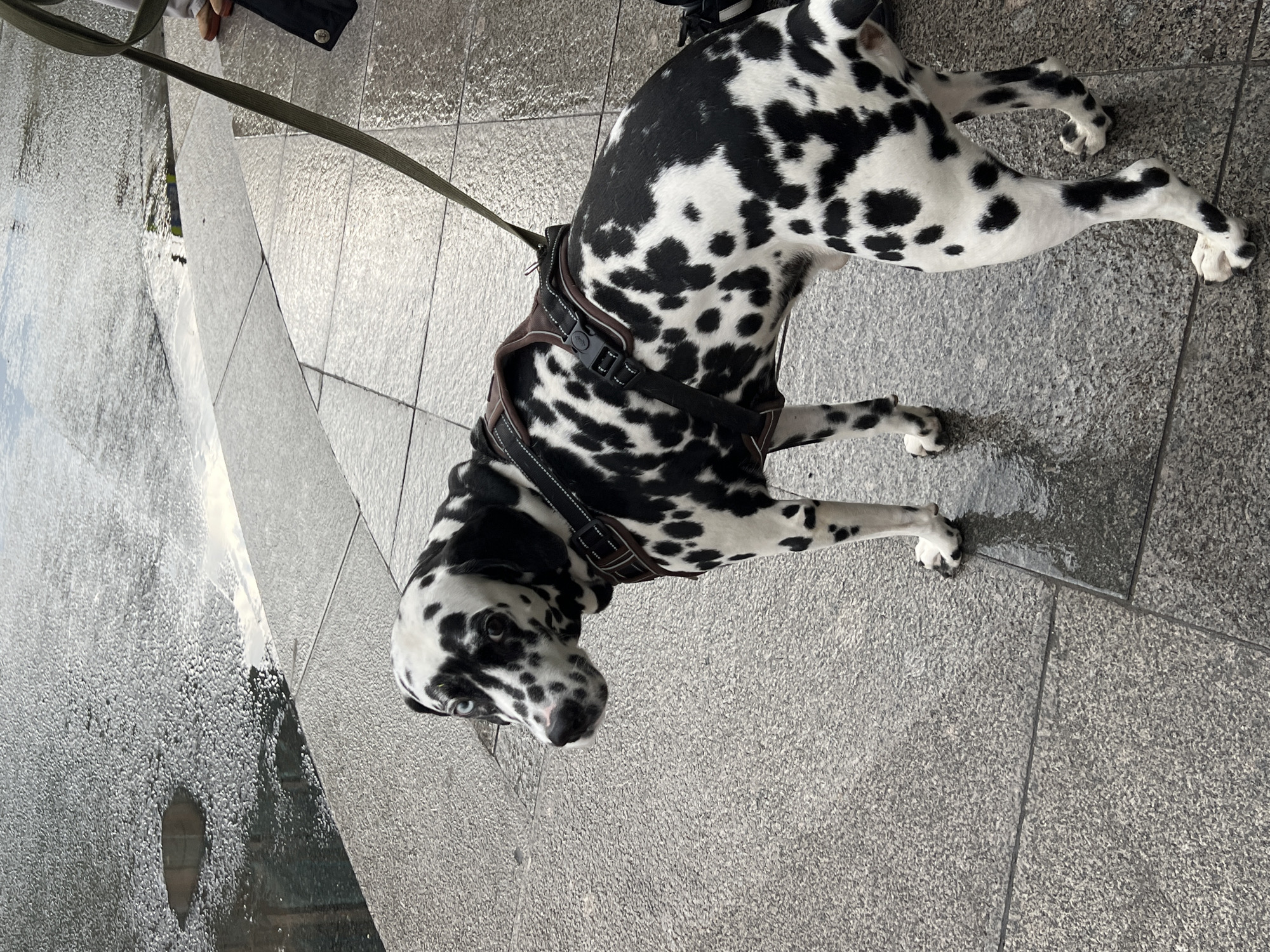 A Dalmatian dog with a brown harness and a leash lies on a gray tiled surface. The location is Saint Petersburg, Russia, evident from the reflecting glass monument depicting the city's skyline.