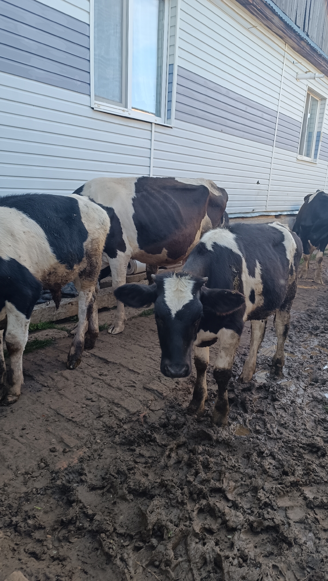 A medium shot captures a group of black and white cows standing in a muddy outdoor area next to a light-colored, horizontally-sided building with two windows. In the foreground, a young cow with black and white markings faces the camera, its head tilted slightly down. Behind it, other cows are partially visible, their bodies marked with similar black and white patches. The ground is covered in thick, churned mud, showing imprints of hoofs and tire tracks. The building behind the cows has a dark roof and the walls are primarily white with a horizontal band of light gray. One window is visible on the left side of the building, reflecting the sky. The overall scene suggests a rural or farm setting, possibly in the city of Karsha, Russia, given the context.