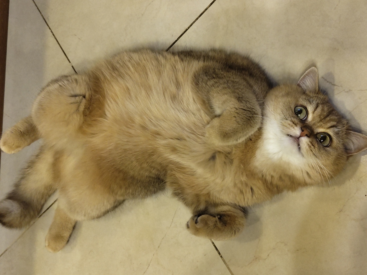 A golden British Shorthair cat lies on its back on a tiled floor. The cat has green eyes and white fur on its chest. The tiled floor has a light brown and cream marble pattern with dark grout lines. The image is taken from a top-down perspective. There is no information in the image to determine the location in the city of Krasnodar, Russia.