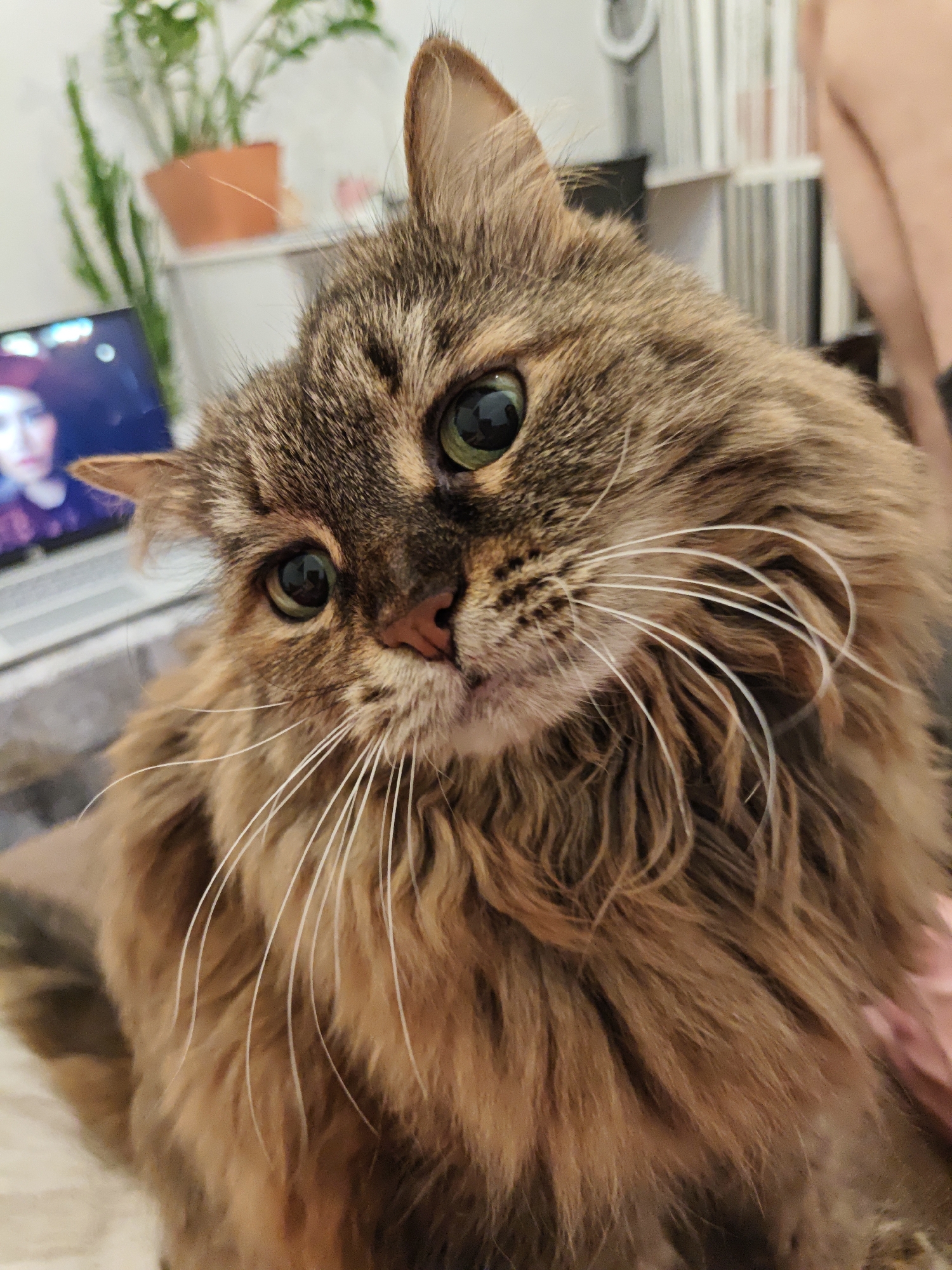 A close-up, eye-level portrait of a long-haired tabby cat with green eyes and white whiskers is featured prominently in the foreground. The cat's fur is a mix of brown and black stripes, with some lighter tan areas. The cat is looking directly at the camera with a slightly tilted head. In the blurred background, a laptop is visible on a surface, displaying a person's face on the screen. Further back, there are houseplants in pots and what appears to be a bookshelf with various items. The overall setting suggests an indoor environment, possibly a home, in the city of Odesa, Ukraine, though no specific landmarks confirm the location. The lighting is moderate, highlighting the cat's features.