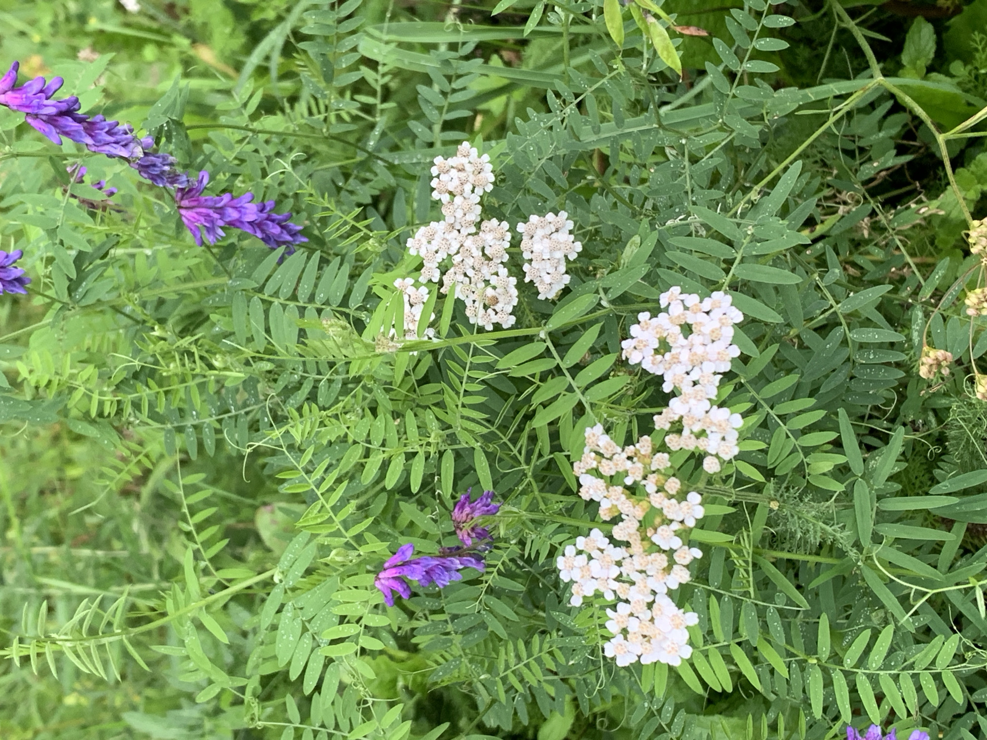 The image shows a close-up view of wild vegetation, featuring clusters of small white flowers and a few purple pea-like flowers, all surrounded by lush green leaves. Water droplets are visible on some of the leaves, suggesting recent rain or dew. The background is a dense collection of green foliage, creating a natural and somewhat wild environment. There are no people or man-made structures visible in the image. The scene appears to be outdoors in a natural setting, such as a meadow or a field.
Based on the provided image and crops, there is no information available to determine the specific location within Prokopyevsk, Russia.