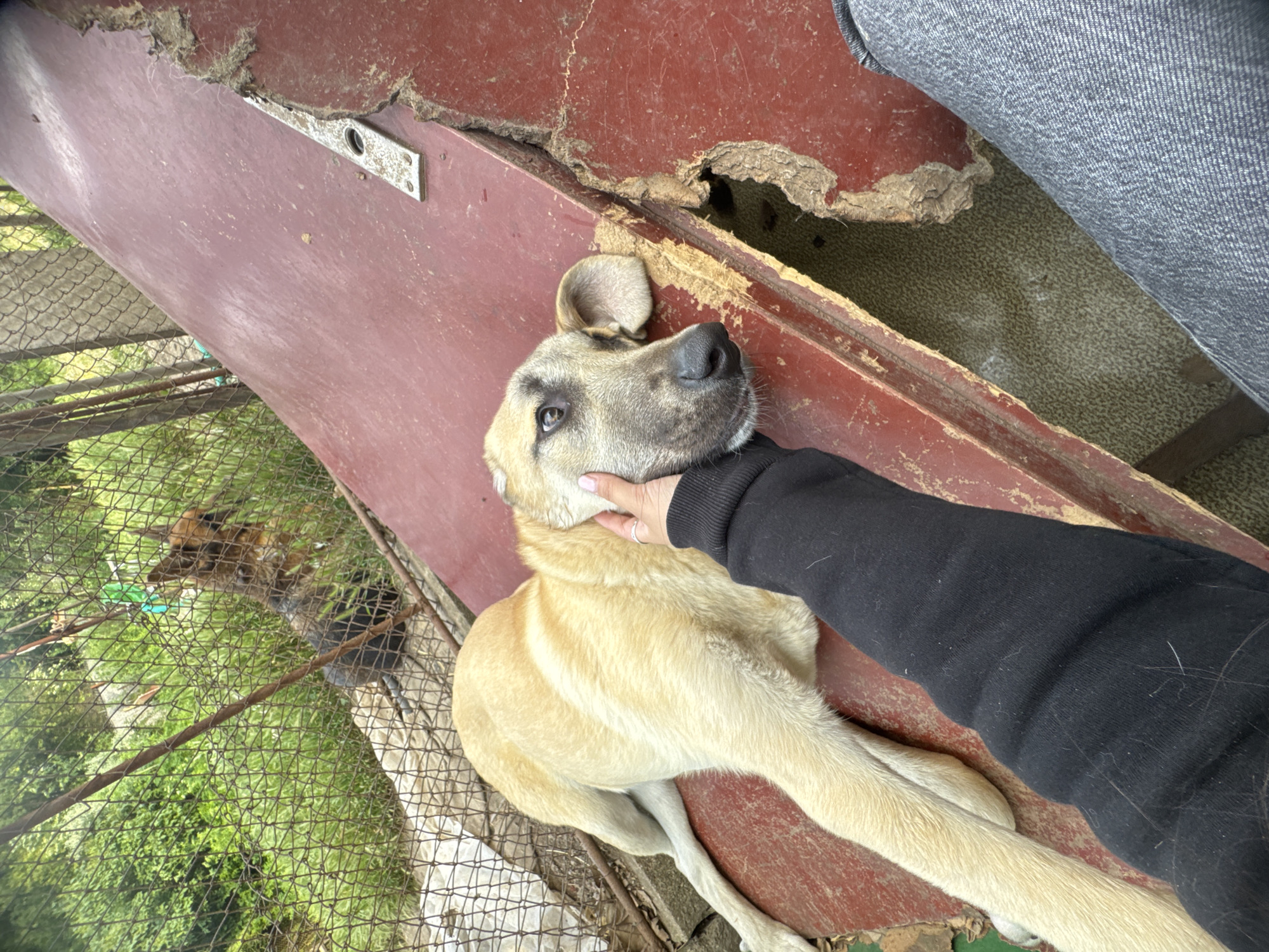 A medium shot captures a person's hand gently petting a tan-colored dog lying on a large, weathered, red metal surface. The dog's head rests on the metal, and its eyes are open, looking towards the viewer with a relaxed expression. The person's hand, with painted fingernails, is positioned on the dog's cheek. Behind the dog and the metal surface, a chain-link fence encloses an outdoor area with green foliage and trees, suggesting a rural or semi-rural setting, possibly in Ruzhitsa, Bulgaria. Another dog, darker in color and partially obscured, can be seen through the fence in the background. The red metal surface appears damaged and cracked, with exposed material underneath. The foreground shows the person's black sleeve and grey denim jeans.