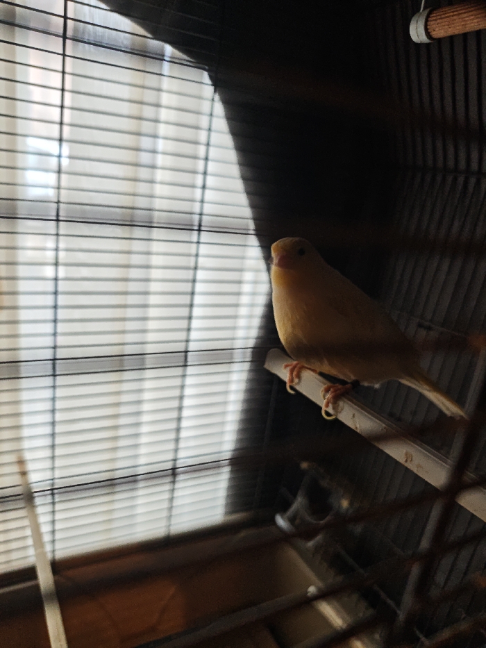 A yellow bird, likely a canary, is the central focus of this indoor photograph. The bird is perched on a white, possibly plastic, perch inside a cage. It is oriented facing slightly to the left, with its head turned towards the camera, revealing its small dark eye and pointed beak. Its yellow plumage is visible, and its orange feet firmly grip the perch. A small, light-colored band is visible on one of its legs.

The cage bars are prominent, particularly on the right side and in the foreground and background, indicating the bird's enclosed environment. The background is dominated by a window covered with horizontal blinds, through which bright daylight streams. The blinds create a pattern of alternating light and shadow, and the strong light causes a diagonal shadow to fall across the upper right portion of the image, possibly from a window frame or a nearby structure. The bright light from the window backlights the bird, casting part of the cage's interior into shadow, giving the image a high-contrast feel.

Below the perch, within the cage, indistinct dark shapes can be seen, suggesting other cage accessories or the cage floor. A blurred, warm-toned surface (possibly an orange cage tray or bedding) is visible in the bottom left corner. The overall scene depicts a calm moment of the bird resting within its cage during daylight hours. No text is visible in the image.
