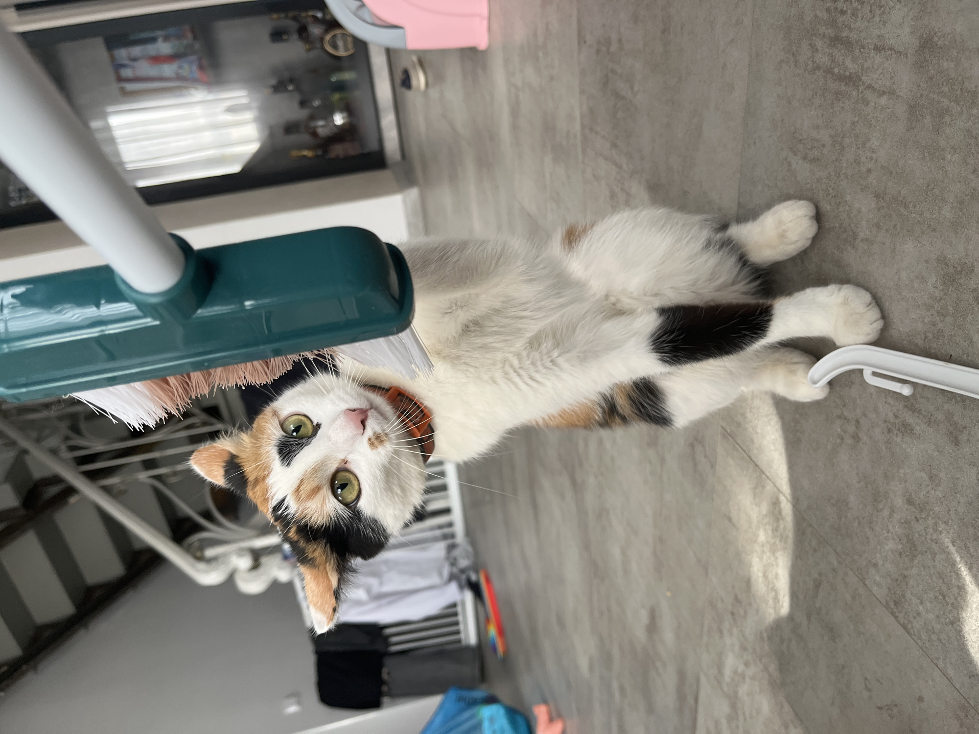 A calico cat is lying on a grey tile floor, looking up at the camera. A green broom head is positioned near the cat's face. A white clothes hanger is lying near the cat's paws. A clothing rack with clothes is visible in the background. A glass cabinet is partially visible in the background. The location is Гаревая, Russia.