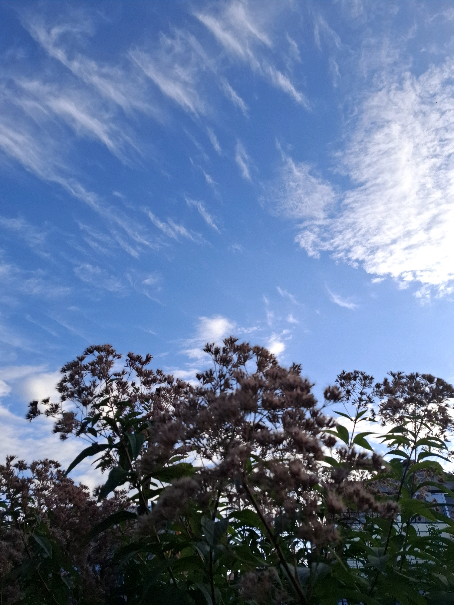 The image depicts a clear blue sky with wispy white clouds streaking across it, suggesting a breezy day. In the foreground, the tops of several tall, flowering plants with dried, brown seed heads and green leaves are visible, obscuring a portion of the sky. The plants are silhouetted against the bright sky. Behind the plants, a building with windows is partially visible, suggesting an urban or suburban setting. The lighting indicates it is likely daytime, possibly late afternoon due to the direction of light and cloud patterns. The scene is devoid of any people or overt actions. The location is described as the city of Tyumen, Russia, however, no specific landmarks or features in the image definitively confirm this location.