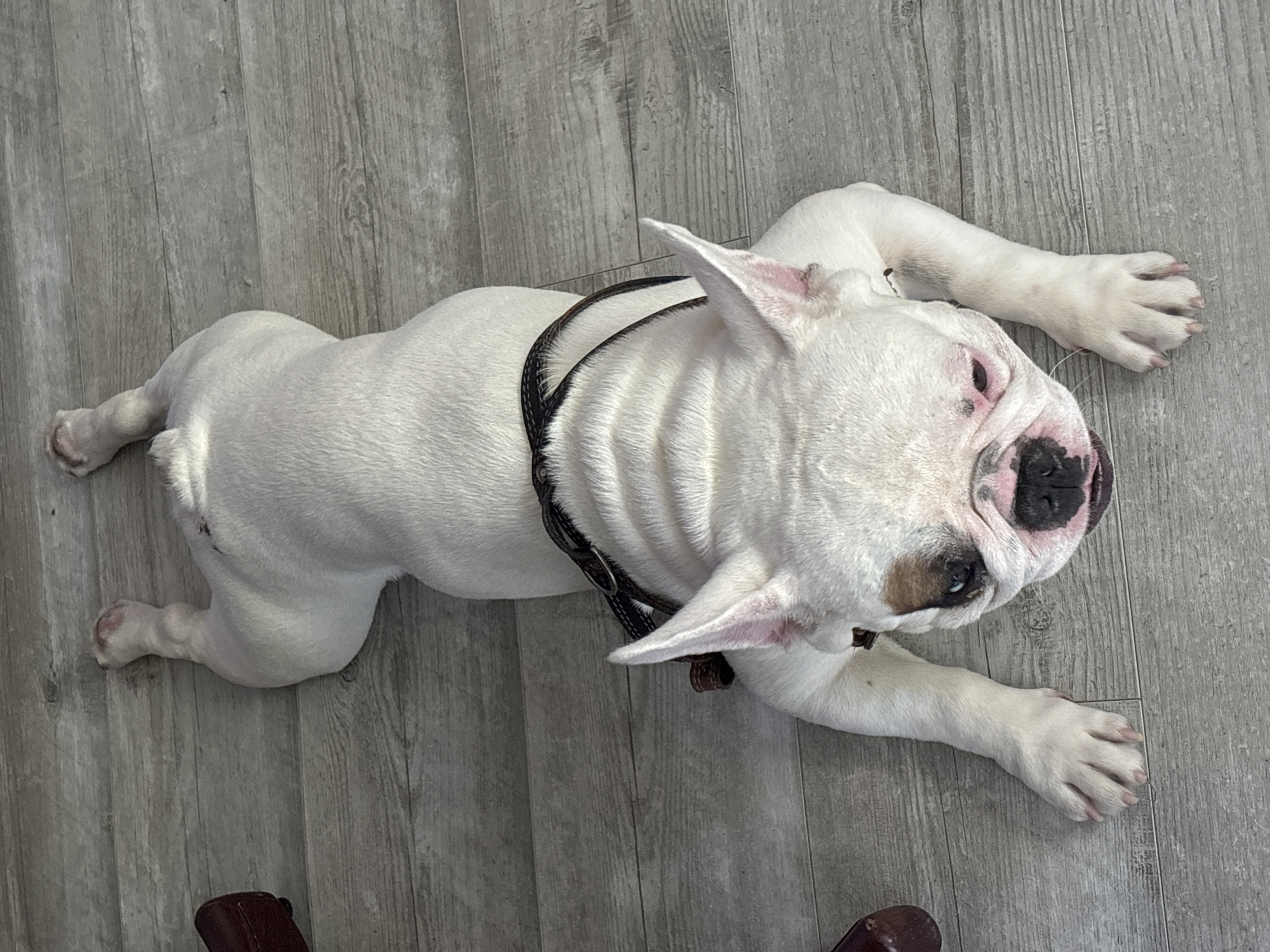 A white French bulldog is lying on a light-colored wooden floor. The dog is in a full-body sprawl with its front legs extended forward and its hind legs stretched back. It is wearing a dark-colored harness. The dog's face is turned towards the camera, and it has large, pointed ears. Its eyes are open, and its mouth is slightly ajar. There is a dark patch of fur around its left eye. The floorboards are oriented horizontally in the image. To the left of the dog, a dark brown object, possibly a piece of furniture, is partially visible. There are no people or other animals in the image. The lighting suggests it is daytime, with shadows cast by the dog and the unseen furniture. The location is Chaikovsky, Russia.
