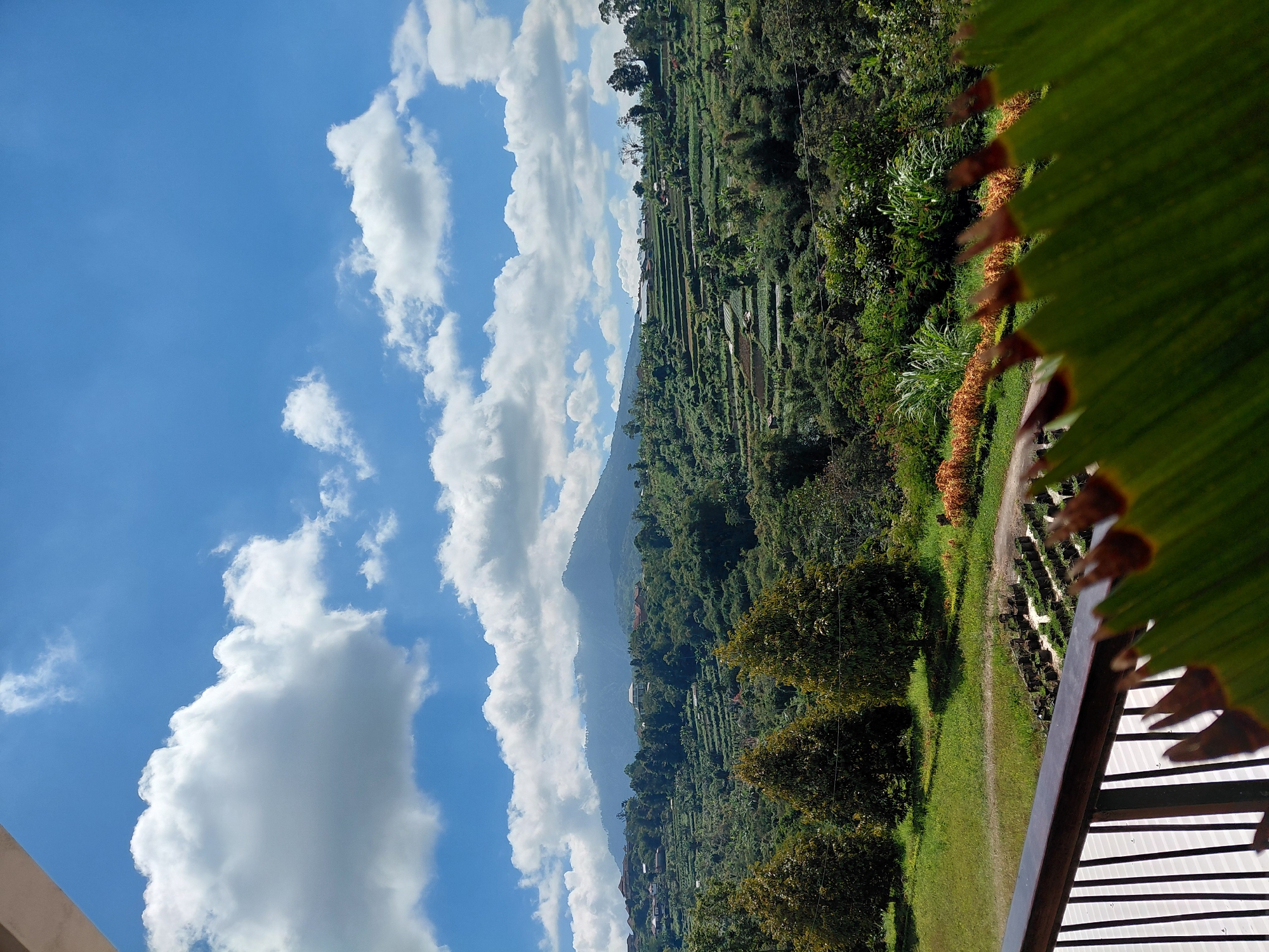 This is a landscape photograph taken from a balcony, featuring a lush green valley with terraced fields leading up to a misty mountain range under a bright blue sky dotted with white clouds. In the foreground, a dark railing and a large green leaf with brown tips are partially visible, out of focus. The middle ground shows a vibrant green lawn with a walking path, rows of potted plants, and several trees. The background is dominated by rolling hills covered in dense vegetation and distinct agricultural terraces, with a few scattered buildings visible. The overall scene depicts a rural, mountainous area, likely Baturiti, Indonesia, known for its scenic rice paddies and agricultural landscapes. The day appears to be clear and sunny, with the clouds adding texture to the sky.