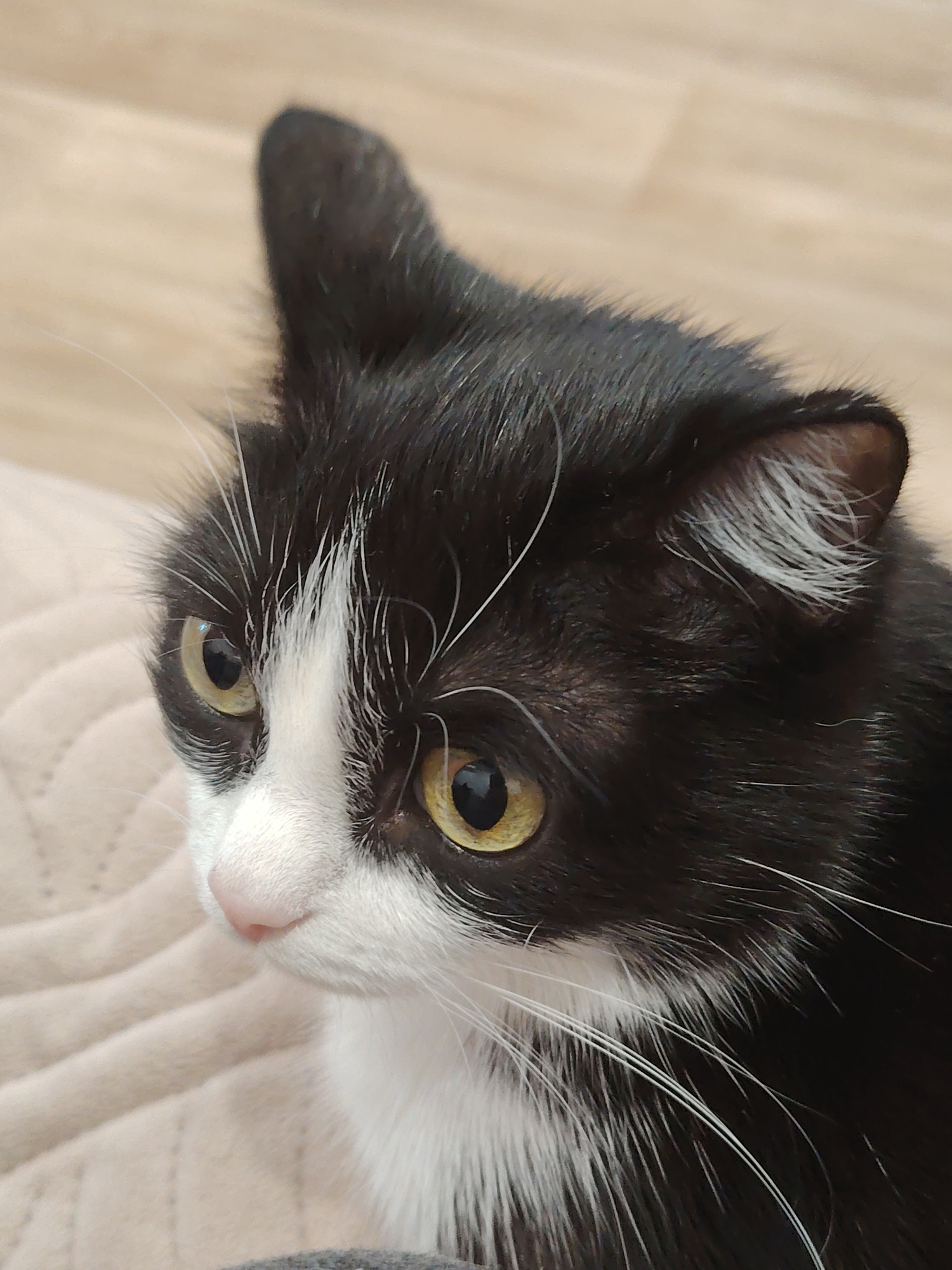 A close-up image captures a black and white cat in detail. The cat's fur is predominantly black with patches of white on its face, chest, and whiskers. Its eyes are yellow-green. The background consists of beige surfaces, which is slightly out of focus. The location is Unknown, Unknown.