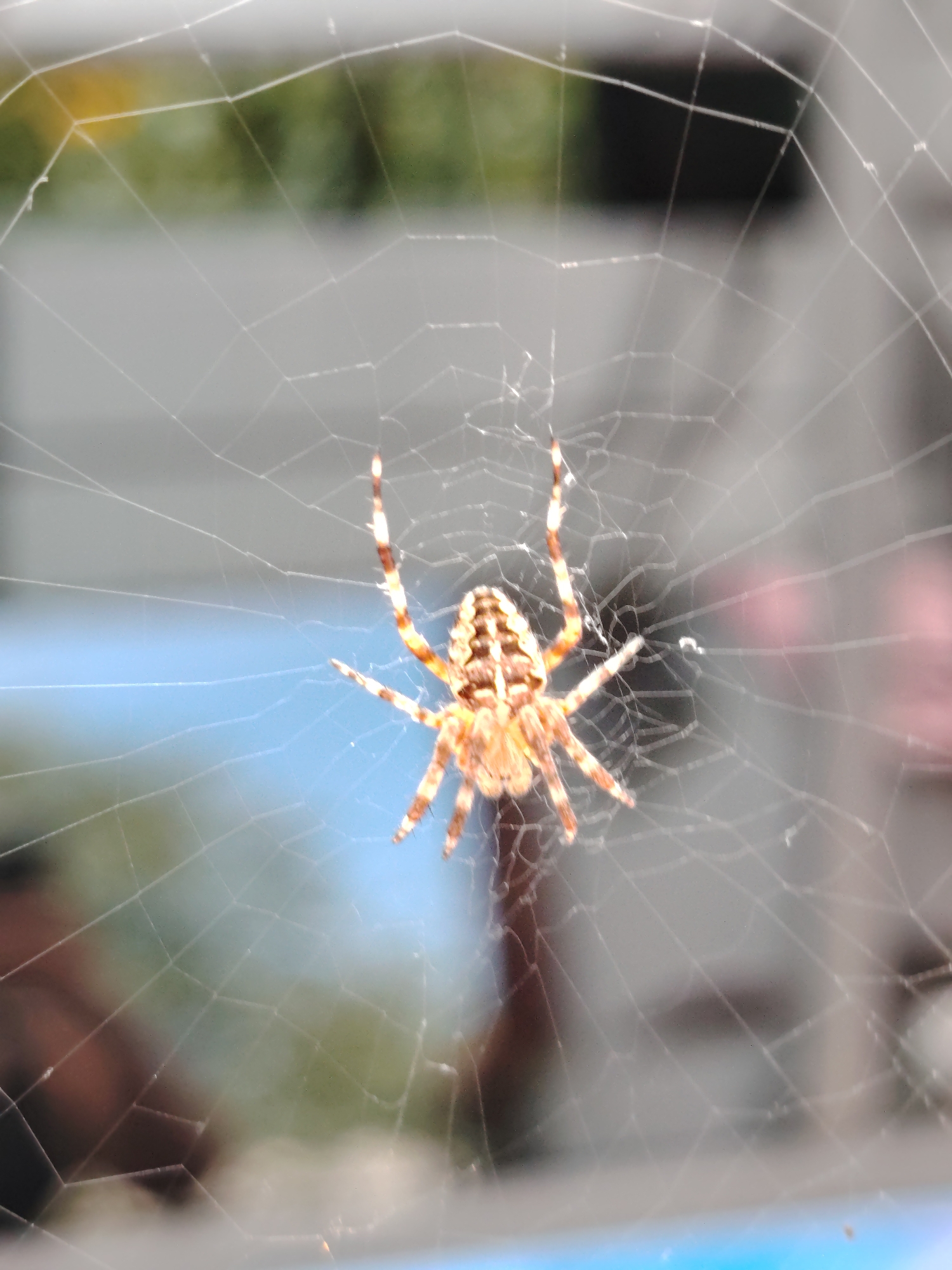 An overhead shot shows a spider in the center of its web. The spider is light brown with a darker brown and tan pattern on its abdomen. It has eight legs and is facing the camera, with its legs spread out. The spider's web is intricate and delicate, with many fine strands of silk. The background is blurred, with patches of green and blue, suggesting an outdoor environment. The location is Unknown, Ukraine.