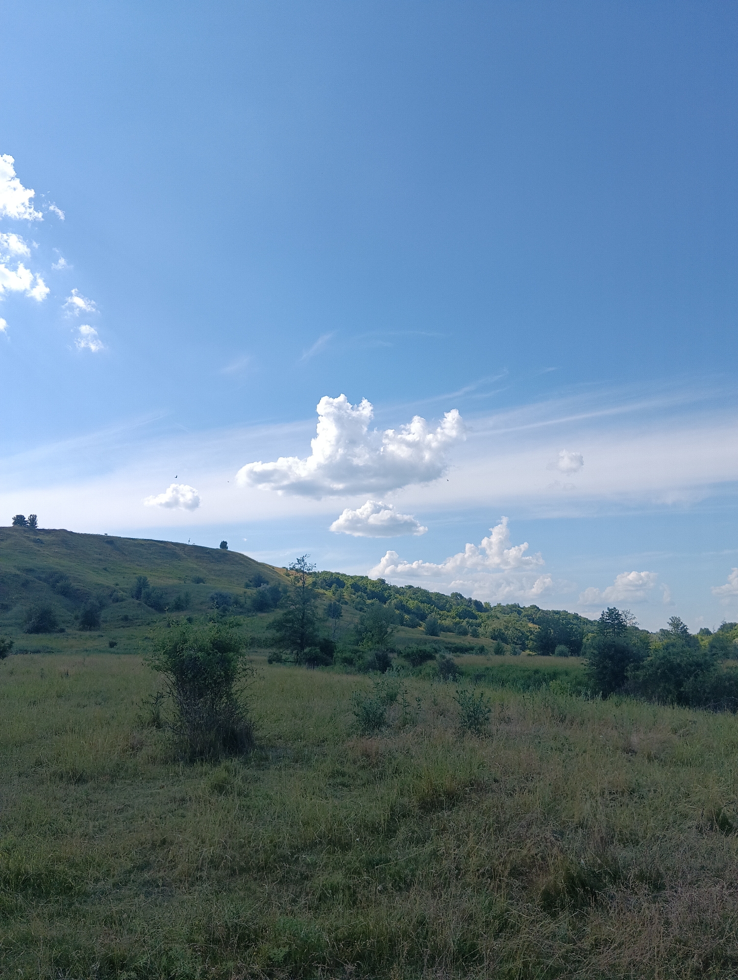 This is a vertical, eye-level, medium-shot photograph of a rolling green landscape under a bright blue sky with scattered white clouds. The foreground is a field of dry, tall grass. In the midground, a green hill slopes upwards, dotted with bushes and a few scattered trees. The crest of the hill is visible in the upper left and right of the image, with more dense foliage on the right side. Two small, dark birds are visible in flight against the sky. The sky is a vibrant blue, with wispy cirrus clouds stretching horizontally across the upper portion of the image. There are also several larger, puffier cumulus clouds in the mid-sky. The overall impression is one of a clear, sunny day in a rural or undeveloped area. There is no visible text or people in the image. The lighting suggests it is daytime, likely late morning or early afternoon, given the brightness and clarity of the sky.