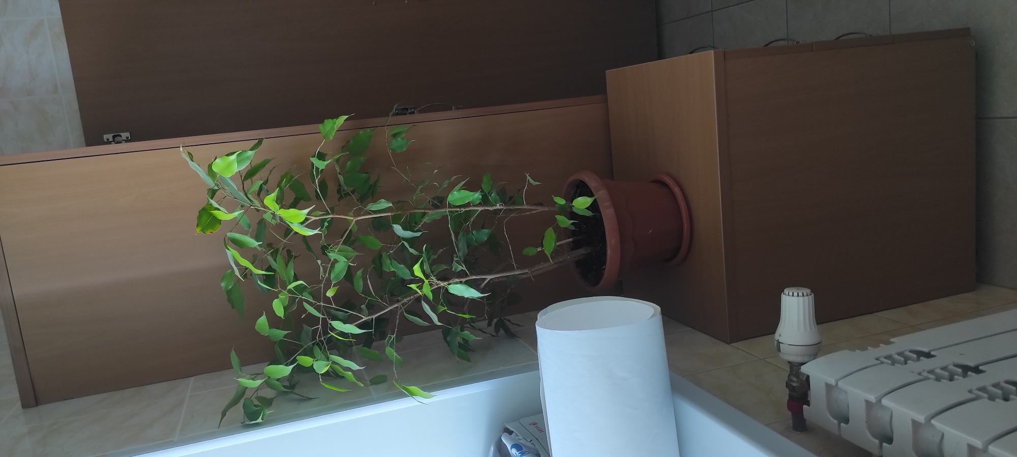 The image depicts an indoor scene, likely in Noviy, Russia, focusing on a potted plant placed on top of a wooden cabinet. The plant, a Ficus benjamina, has multiple stems and is adorned with numerous green leaves. It sits in a brown plastic pot with a scalloped edge, resting on a saucer. The cabinet itself is made of wood and has a smooth, matte finish.
To the left of the cabinet and plant, a white roll of paper is partially visible, positioned on what appears to be a windowsill. The windowsill is tiled with a light-colored mosaic pattern. Beneath the windowsill, a white radiator with a temperature control valve is visible.
In the background, a tall wooden closet or wardrobe stands, its doors slightly ajar, revealing a darker interior. The floor tiles in the background are light gray. The overall lighting suggests it's daytime, with light entering from the left, likely from a window. There are no people or animals present in the image. The scene appears to be a corner of a room, possibly an office or a living space.