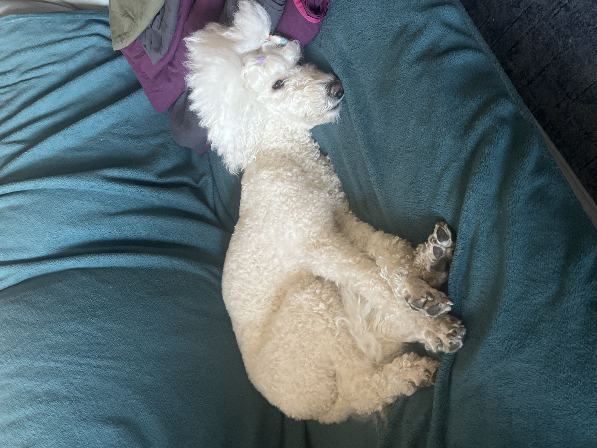 A white poodle with its fur tied up in a ponytail is lying on a teal blanket. The dog is curled into a fetal position. Parts of purple, grey and green fabric are to the side of the dog's head. The location is not discernible.