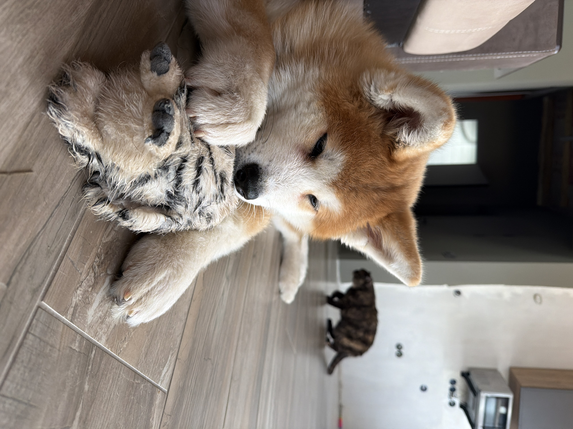 An Akita puppy lies on a wooden floor, chewing on a plush, striped toy. A tabby cat is visible in the background. The photo appears to be taken indoors, likely in a home. The location is Chaikovsky, Russia.