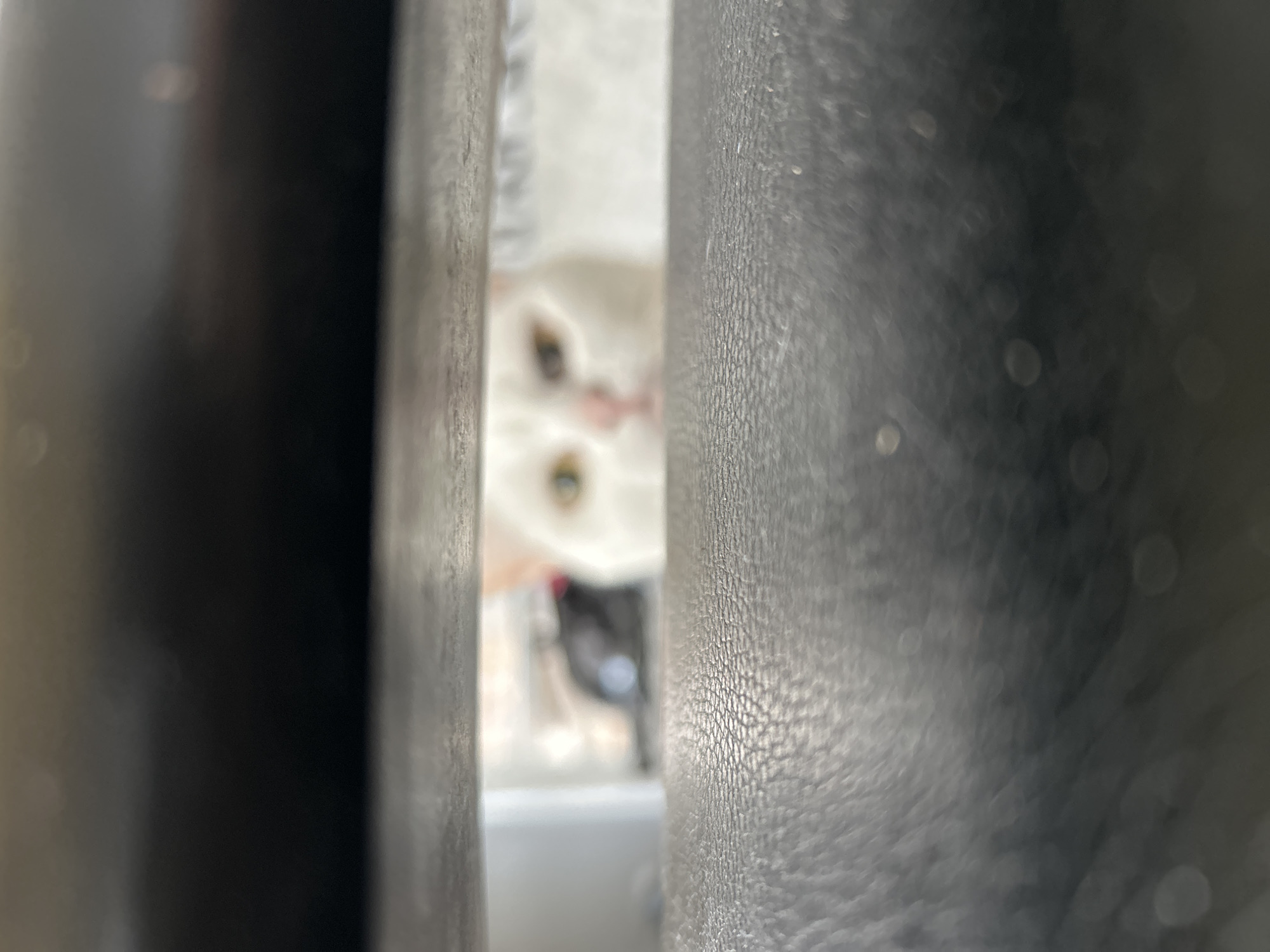 A white cat peers through a narrow gap between two dark, textured surfaces. Only the cat's face is visible, with its eyes and nose in focus. The background is blurry and indistinct, with hints of light and shapes. The image appears to be taken from a close perspective, focusing on the cat's face. There is no explicit indication of the location being Chaikovsky, Russia.
