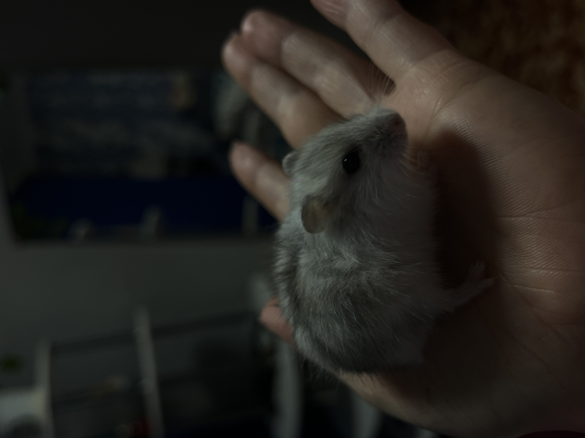 A small, gray and white hamster rests on an open palm. The hamster is facing left, with its dark eye visible and its tiny pink nose prominent. Its fur is short and soft. The palm, which appears to be that of an adult, is cupped slightly. The background is dark and out of focus, with hints of shelves and curtains suggesting an indoor setting, possibly in Novopokrovskaya, Russia. The lighting is dim, casting shadows that emphasize the texture of the hamster's fur and the lines of the palm.