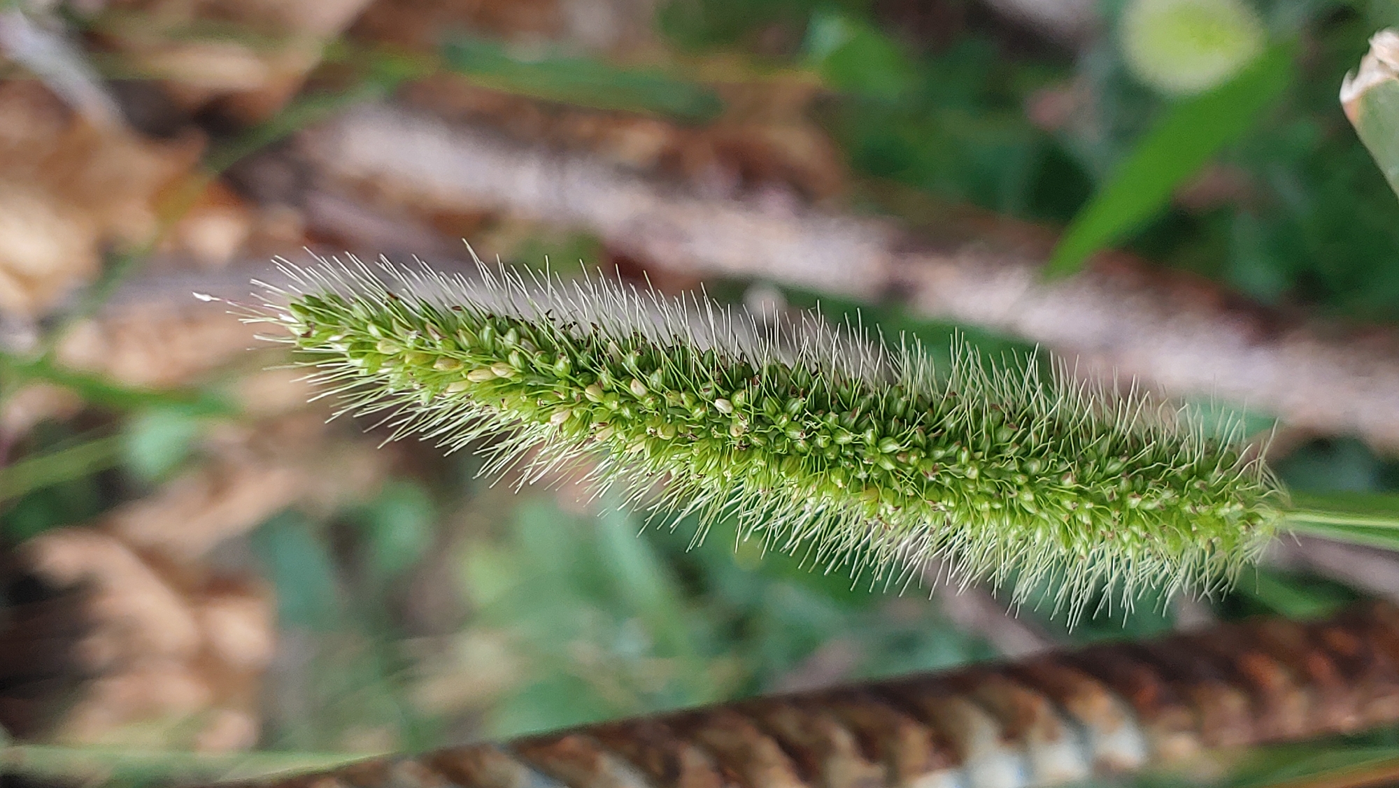 A close-up, vertical, eye-level shot focuses on a green, bristly seed head of a plant, likely foxtail grass, against a blurred background of earth-toned foliage and natural elements suggestive of a park or garden setting in Mukachevo, Ukraine. The seed head is densely packed with small green seed casings and adorned with numerous fine, white, hair-like structures that radiate outwards. The lighting is natural, with soft shadows, indicating an outdoor environment. The overall impression is one of natural growth and detail observed in a tranquil, outdoor location.