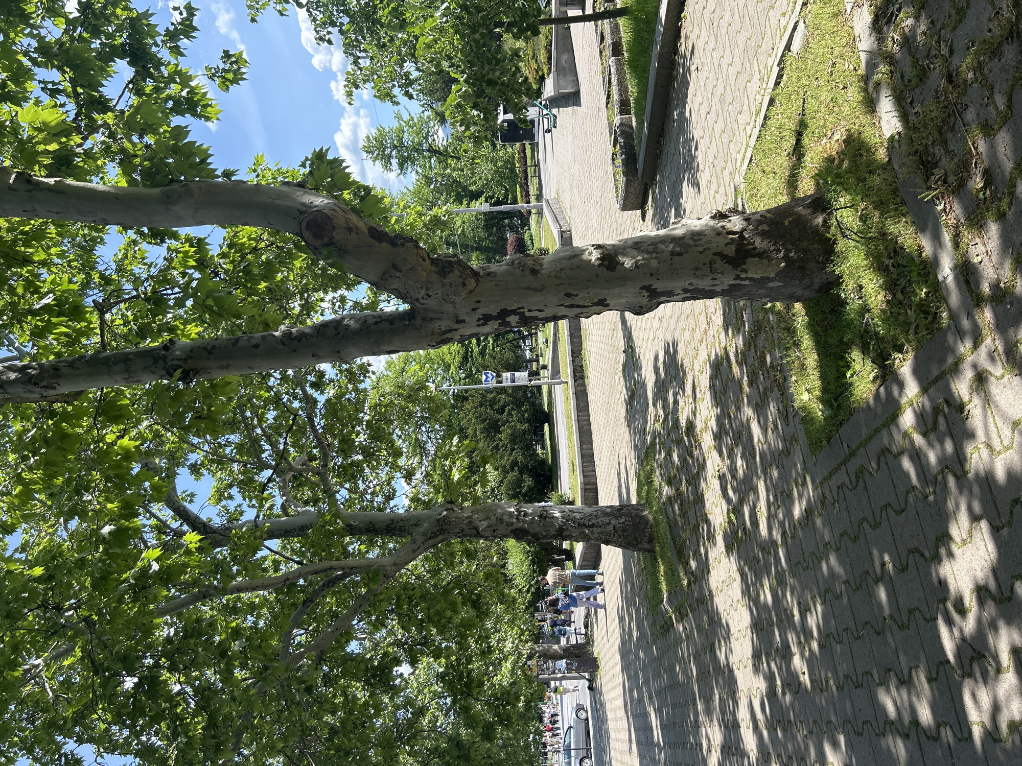 The image shows a paved walkway lined with trees. The trees cast shadows on the walkway. People are walking on the sidewalk. The location is Unknown, Unknown.