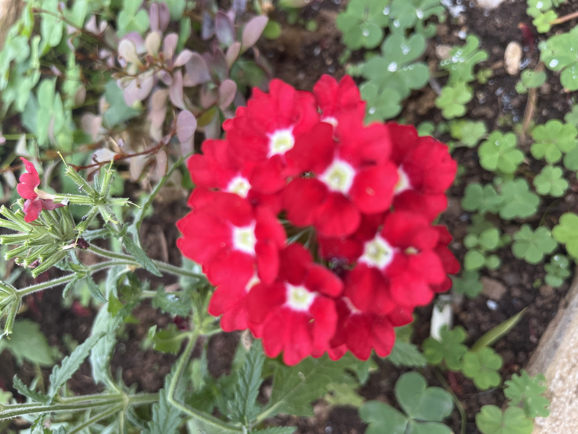 The image shows a cluster of small, red flowers with white centers, surrounded by various green plants, including clover-like foliage. The scene is likely a garden bed. The exact location within Budva, Montenegro, is not identifiable from the image.