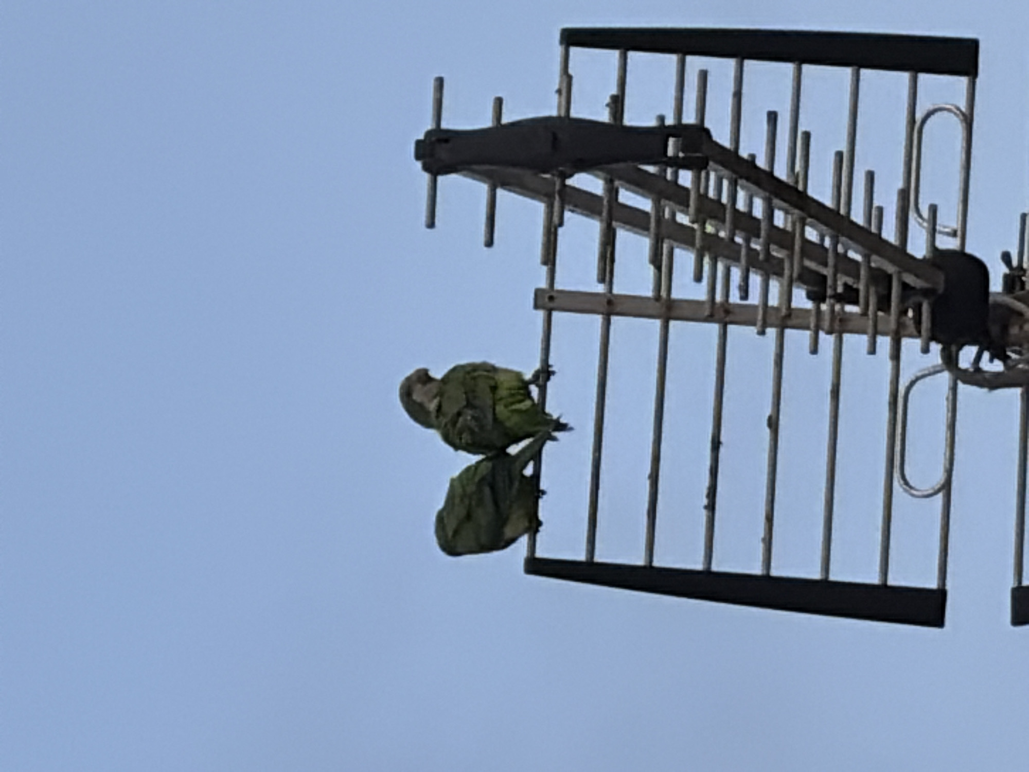 Two green parrots are perched on an outdoor television antenna against a clear blue sky. The antenna is mounted on a black pole and has a grid-like structure with horizontal bars. The parrots are positioned on the upper part of the antenna, with one bird facing left and the other facing right. The parrots appear to be of the same species. The image was taken in Torrevieja, Spain, a city known for its coastal location and numerous apartment buildings, many of which are equipped with similar antennas. The presence of parrots in an urban environment like Torrevieja is not uncommon, as they are often found in parks and gardens in warmer climates.