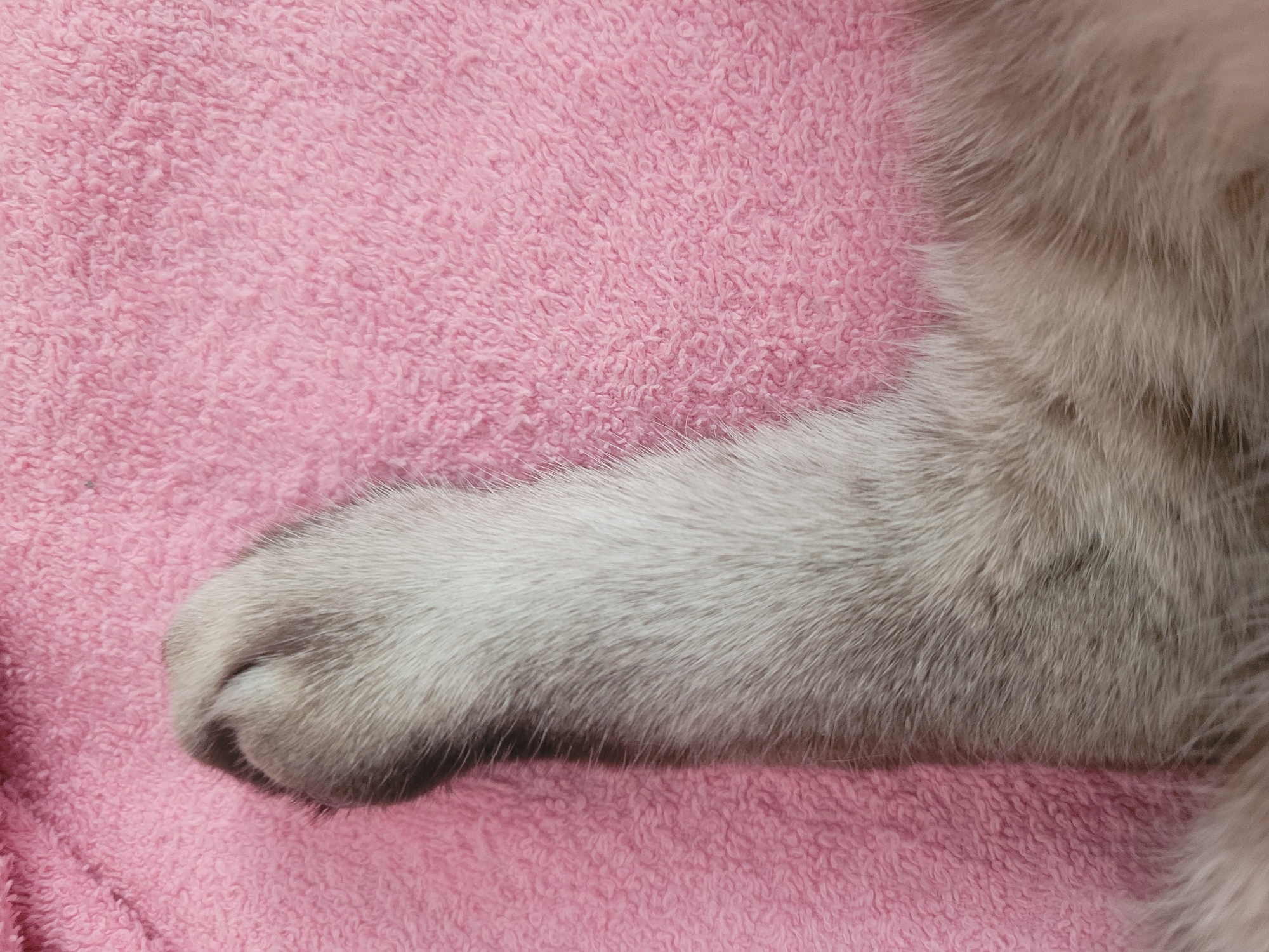A close-up shot focuses on a light gray cat's paw resting on a pink fuzzy blanket. The paw is elongated and appears relaxed, with the toes subtly visible at the top. The texture of the blanket is prominent, characterized by its soft, looped fibers. The lighting is even, casting no harsh shadows, and the composition is tightly cropped, emphasizing the tactile elements of fur and fabric. The image does not depict any elements that would allow for the determination of a specific city or location, including Kyiv, Ukraine.
