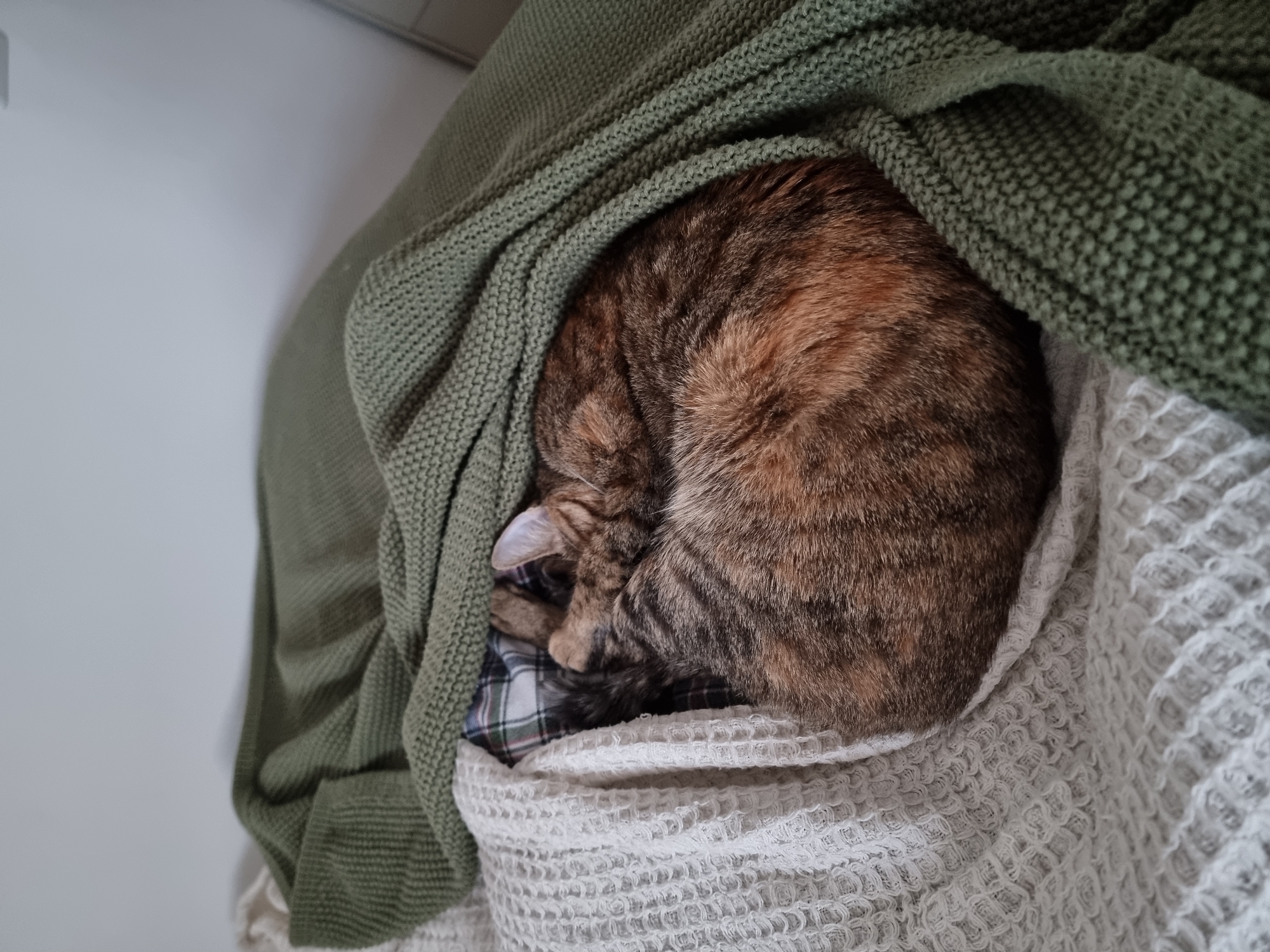 A cat is curled up and asleep on a stack of blankets and clothes. A green knit blanket is draped over the cat. A plaid garment is visible beneath the cat. A white waffle-weave blanket is directly under the cat. The location is unknown.