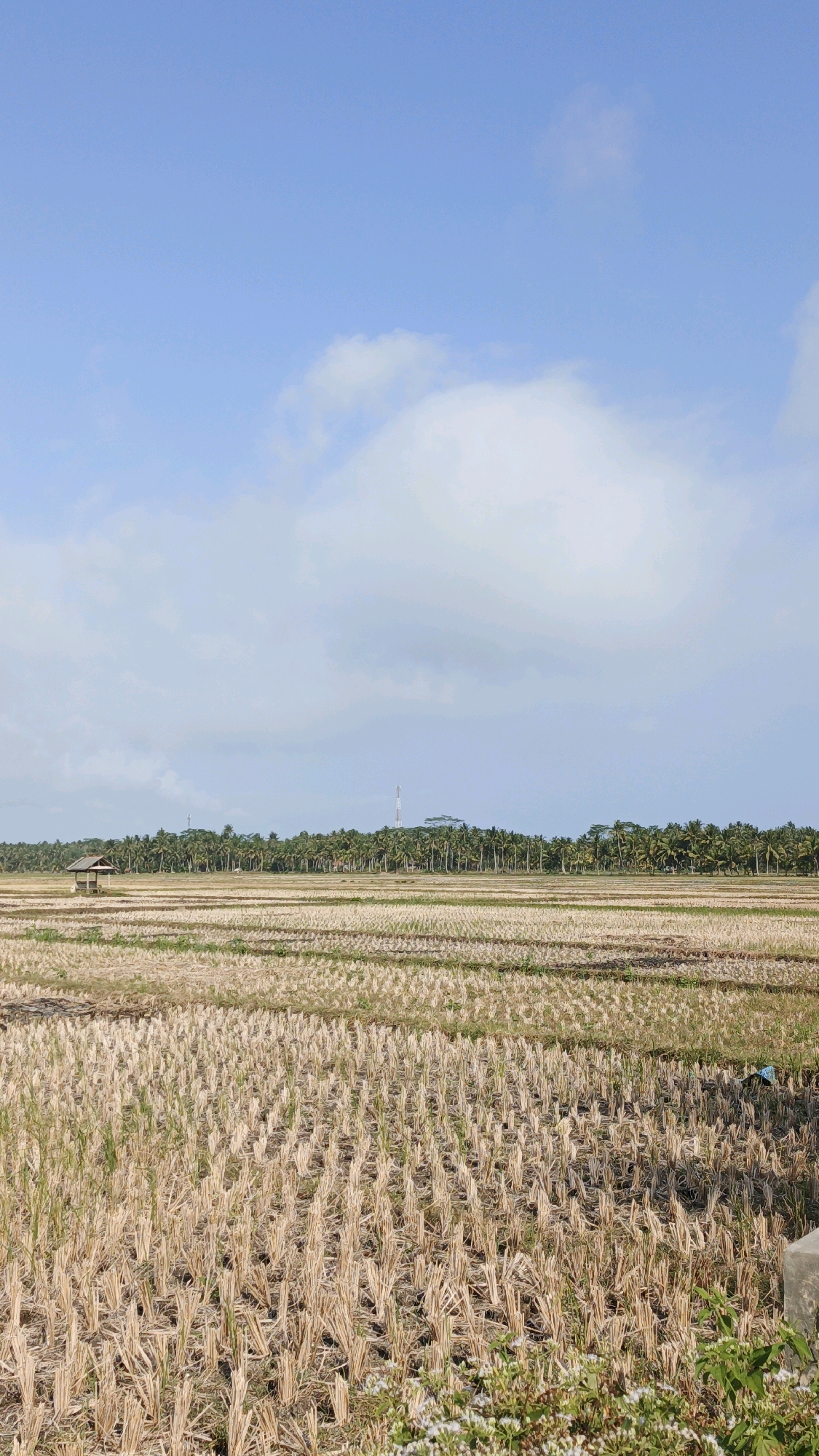 The image depicts a landscape in Cintaratu, Indonesia, characterized by a harvested rice field under a bright, partly cloudy sky. In the foreground, the field is covered with stubble, indicating recent harvesting. Rows of dry straw are visible, neatly arranged, with some patches of green grass growing through. In the middle ground, a small, simple wooden structure with a thatched roof stands alone in the field. Beyond the field, a dense line of palm trees stretches across the horizon, forming a lush green barrier. In the distance, a tall radio tower can be seen rising above the treeline, and several other structures are partially visible. The sky is a clear blue, with scattered white clouds that cast soft shadows on the landscape. The overall scene is serene and rural, showcasing a typical agricultural environment. There are no people or animals visible in the image.