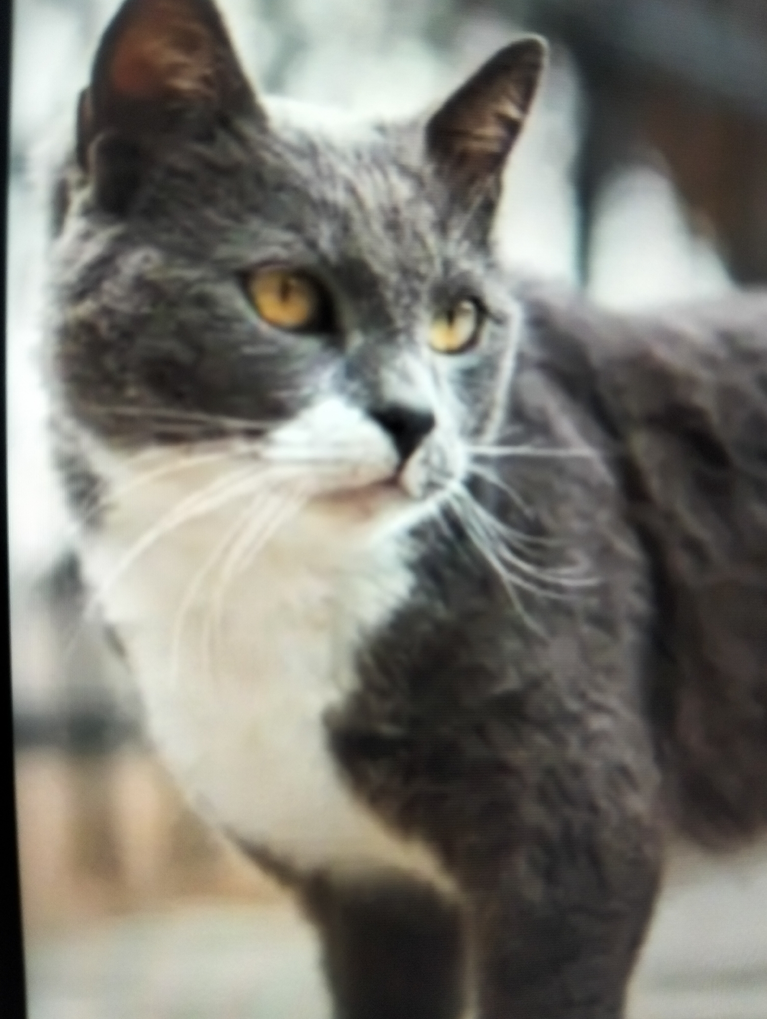 The image shows a close-up, slightly blurry, portrait of a grey and white cat. The cat has distinct yellow-orange eyes and is looking off to the right. The background is out of focus, appearing to be an outdoor setting with muted colors. There is no identifiable information regarding the city of Payagaboh, Indonesia, or any specific location within it. The image focuses solely on the cat's head and upper body.
