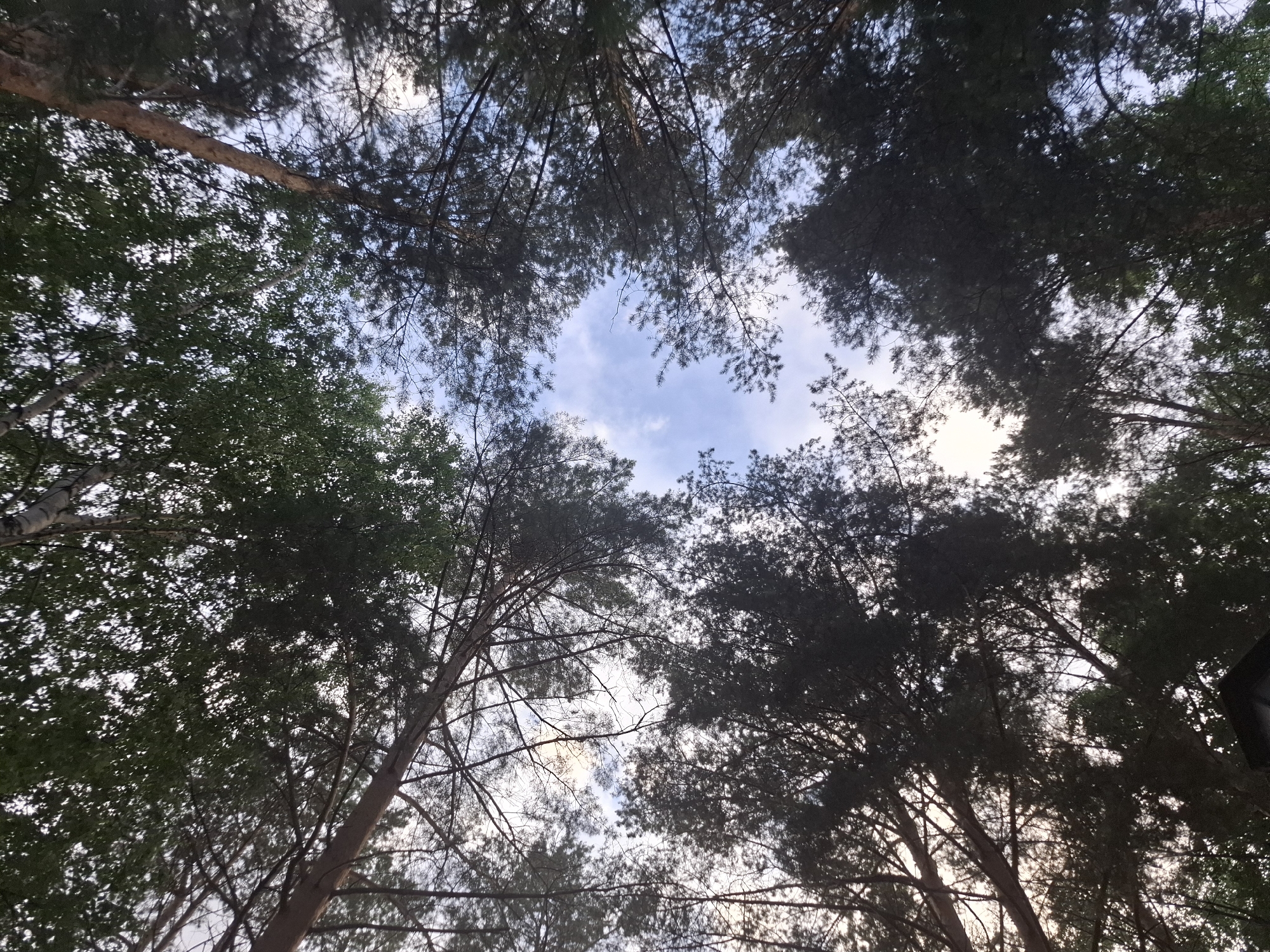 The image is a low-angle shot looking up at the canopy of trees against a sky with scattered clouds. The foliage is dense, with dark green leaves and branches creating a textured pattern against the lighter sky. Several tree trunks are visible, some with rough bark, reaching upwards and disappearing into the greenery. The light suggests it is either early morning or late afternoon, with a soft glow filtering through the leaves. There are no people or specific objects readily identifiable, only the natural setting of a forest or wooded area. The scene evokes a sense of being immersed in nature, with the upward perspective emphasizing the height and expanse of the trees. The location context of Chaikovsky, Russia, suggests this could be a typical view of the natural landscape in that region.