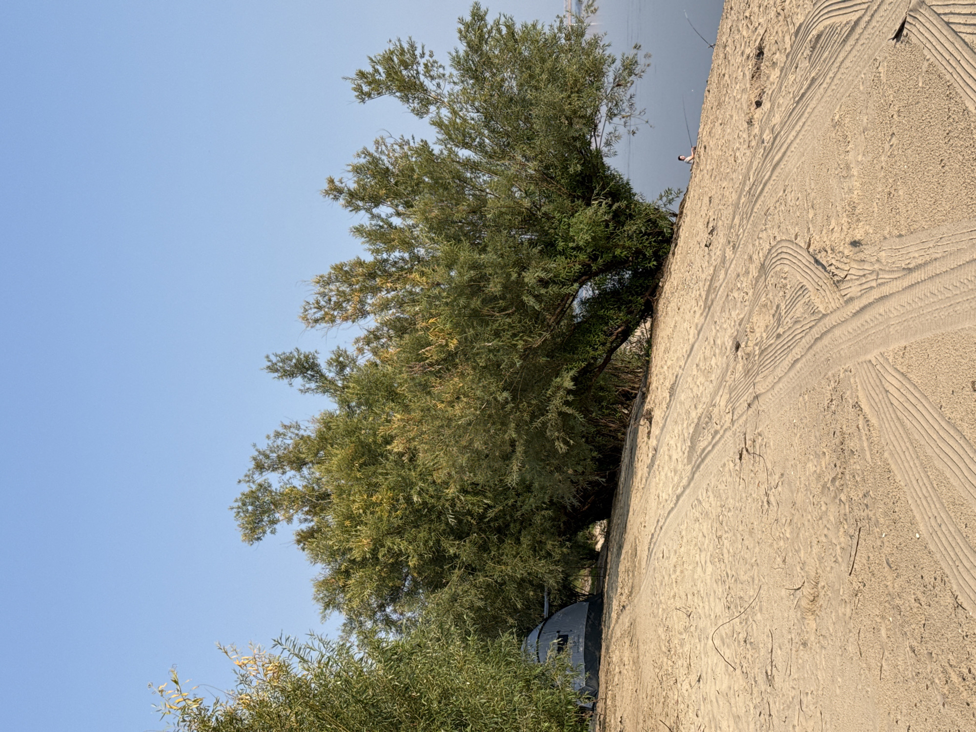 In Barsovo, Russia, a sandy embankment slopes down towards a wide, calm body of water under a clear blue sky. Tire tracks are visible in the sand, suggesting vehicular access to the area. Dense green trees, some with yellowing leaves, grow along the embankment, creating a natural border. Partially obscured by the foliage is a dark, dome-shaped tent. Further along the shoreline, two individuals are visible, each seated and engaged in fishing with rods. The scene appears peaceful and serene, indicative of a recreational outdoor setting.