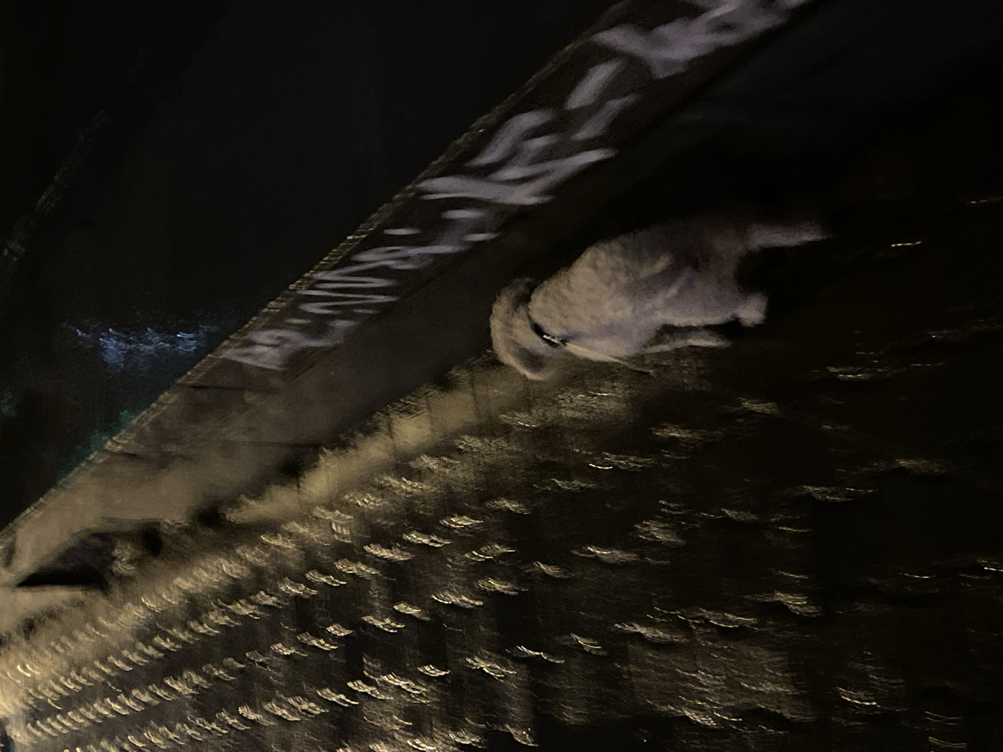 The photo depicts a small, light-colored dog lying on what appears to be a wet, dark surface. The surface is possibly a street or sidewalk in Yekaterinburg, Russia, based on the visible architectural elements. The lighting suggests it's nighttime. Above the dog and the sidewalk is a dark overhanging structure, possibly a bridge or building overhang, with white markings. The texture of the street suggests it is wet, and reflecting light in a distorted manner.