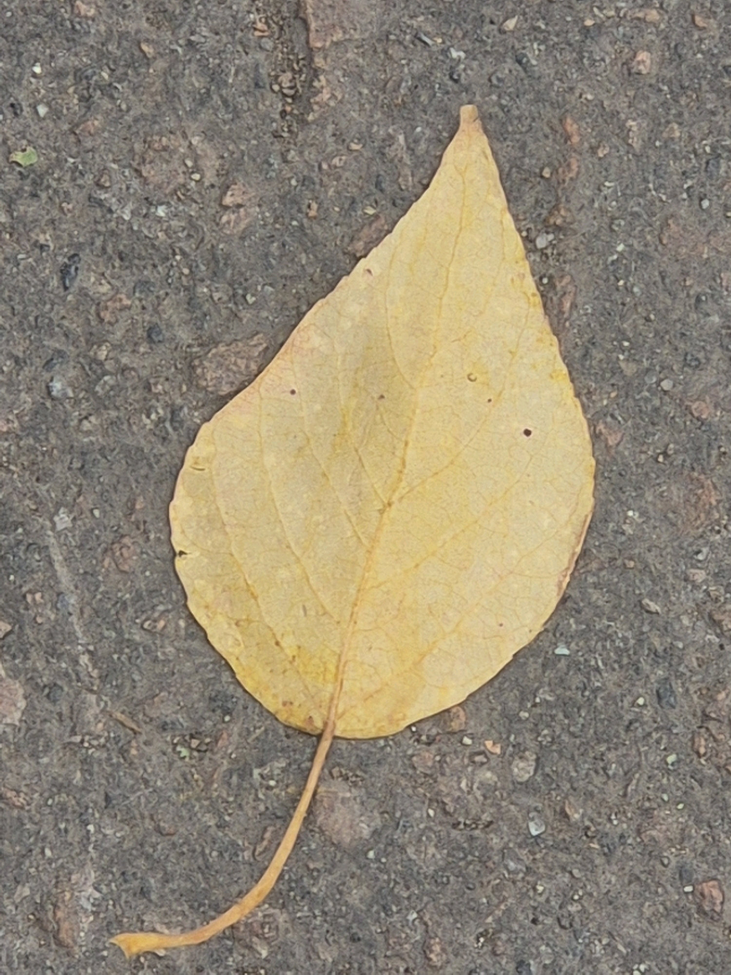 A single yellow leaf with a thin stem lies on a dark asphalt surface. The leaf is ovate with visible veins and a pointed tip. The asphalt appears to be a mix of dark gray aggregate and lighter stones. The image is a close-up shot, taken from a high angle, with no other objects or individuals visible in the frame. The lighting suggests an outdoor setting, possibly during daylight hours. The scene is devoid of any specific landmarks that would indicate a location within Kokshetau, Kazakhstan.
