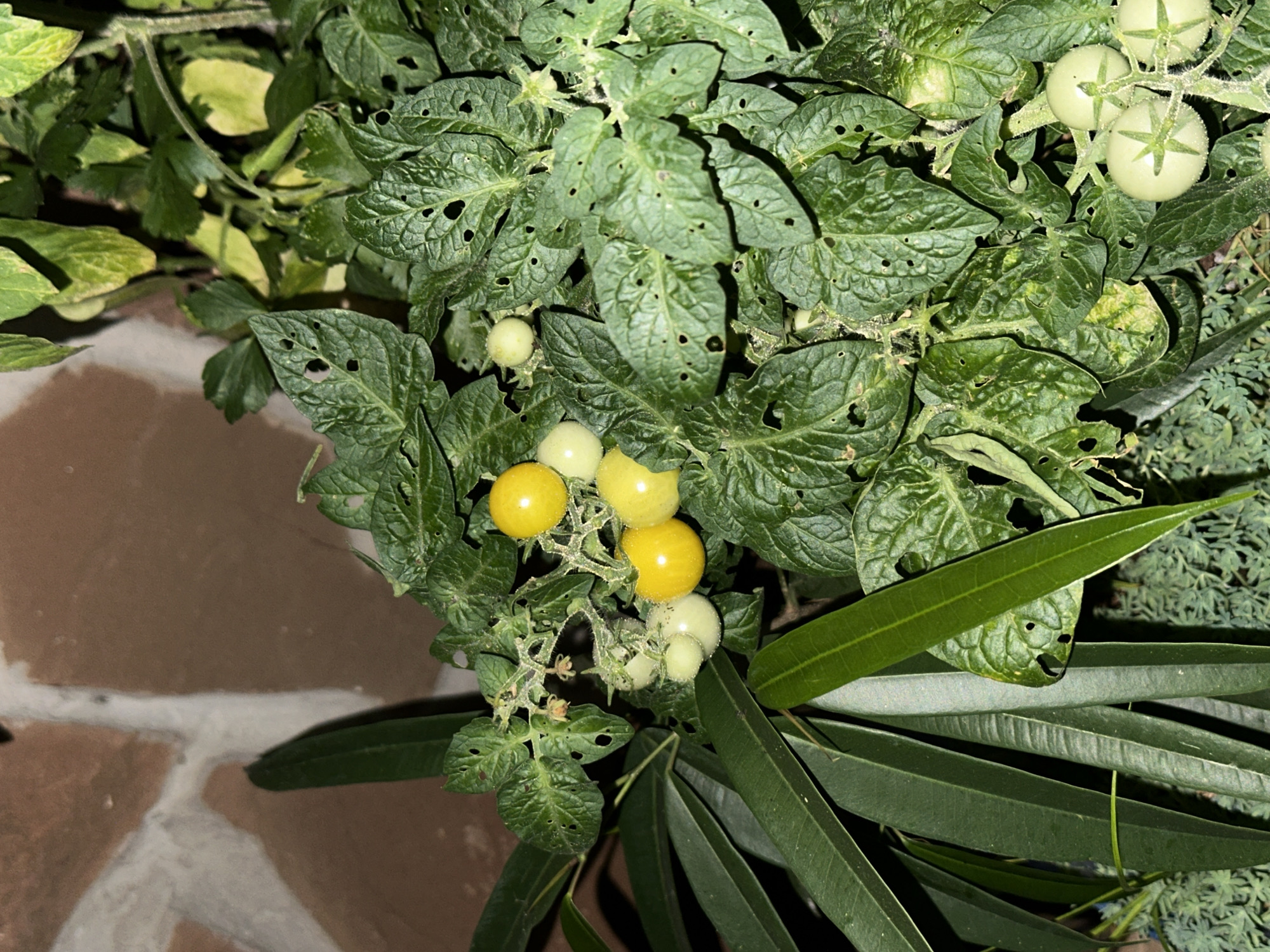An outdoor, close-up, eye-level shot shows a cherry tomato plant bearing both green and yellow fruit, as well as some green leaves that appear to have been eaten by insects. A brick wall is visible in the upper left background. The plant is in a garden, the location of which has not been specified.