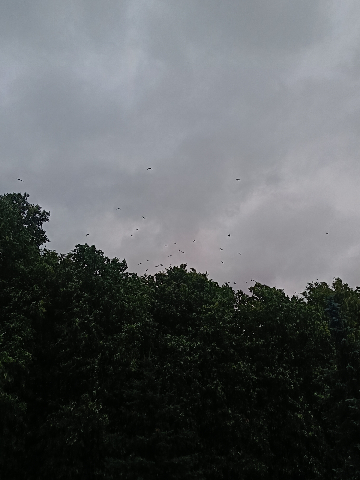 A flock of birds is captured mid-flight against a cloudy, overcast sky. The birds are silhouetted against the lighter grey sky. Below the sky is a dense, dark green foliage of trees, which takes up the bottom half of the frame. The image appears to be taken outdoors, possibly in a park or natural area within the city of Kaliningrad, Russia, during daylight hours. The mood is somber due to the cloudy weather and dark foliage.