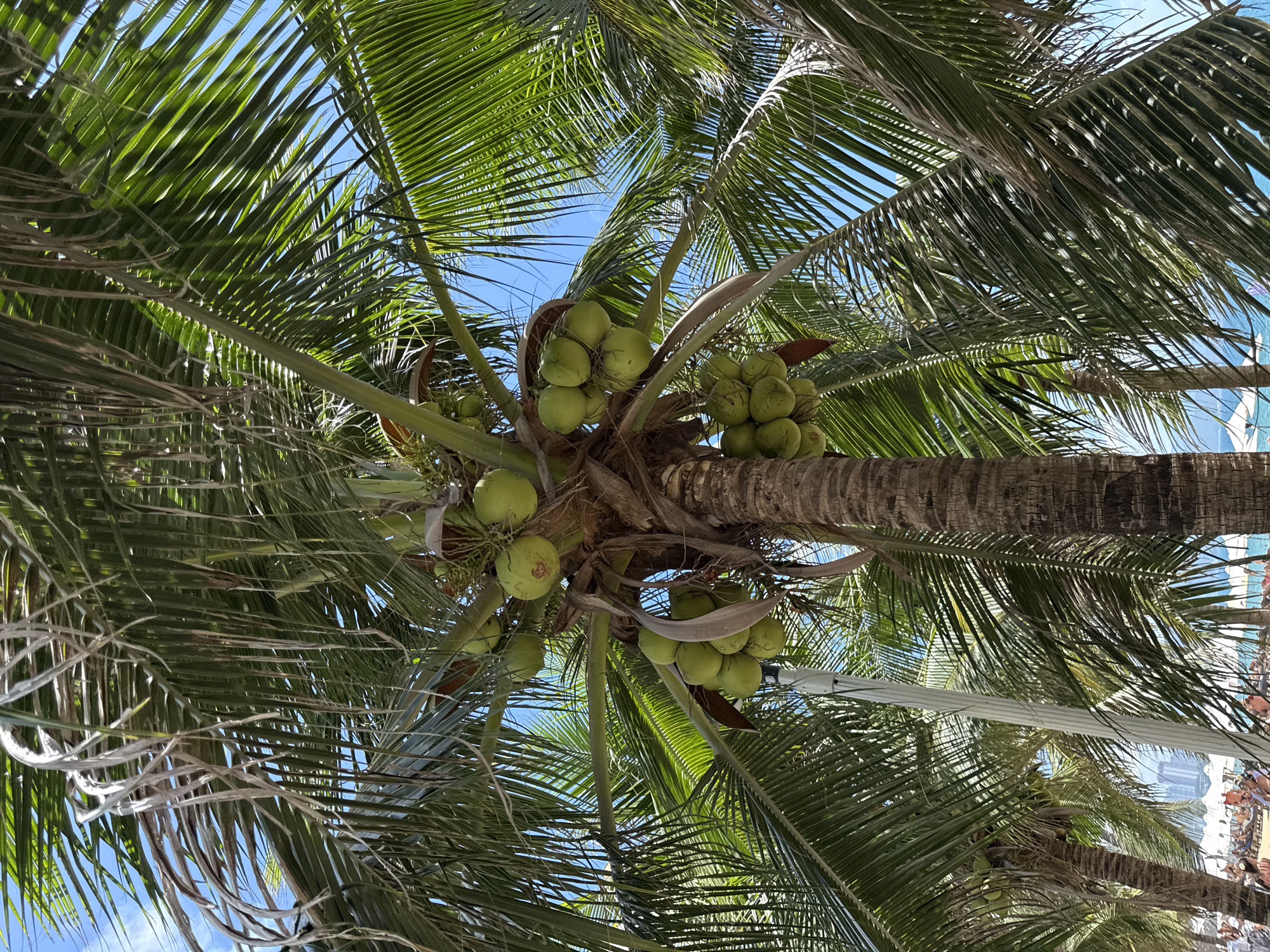 This is a close-up, low-angle shot of a coconut palm tree laden with green coconuts, viewed against a clear blue sky. The foreground is dominated by the rough, brown trunk and the lush, green fronds of the palm tree. Several bunches of coconuts, ranging in size, are visible hanging from the tree. The fronds are dense and spread out, casting shadows. In the distance, a sliver of a beach scene is visible, with people lounging under umbrellas, the ocean, and buildings of Nha Trang, Vietnam, hinting at a tropical urban environment.