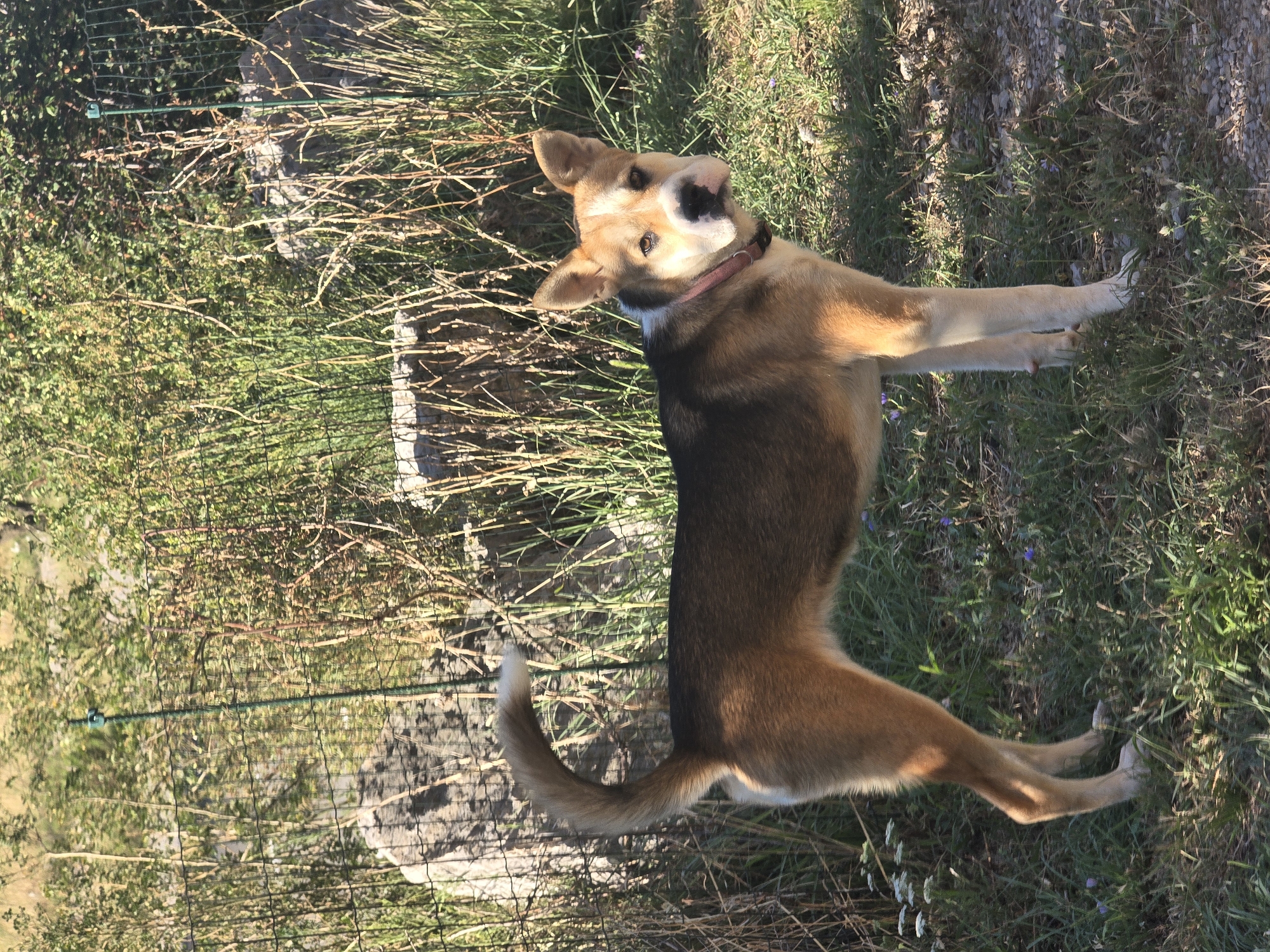 An adult mixed-breed dog, appearing to be a medium-sized breed, stands on a grassy area with scattered gravel. The dog is tan and black with a white patch on its chest and white markings on its face. It wears a pink collar. The dog is facing the camera, with its head slightly turned to its left. In the background, there is a wire fence and a variety of green and dry vegetation, including tall grasses and bushes. A large rock is visible behind the fence. The lighting suggests it is daytime, with sunlight casting shadows. The location is described as Unknown, Unknown.