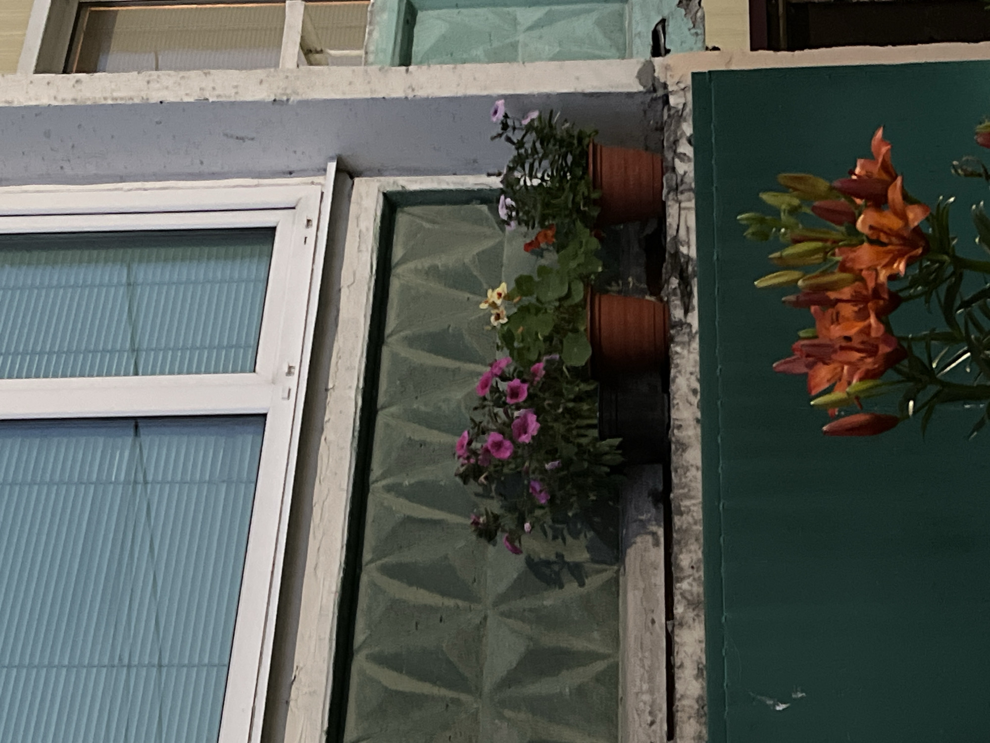 The image shows a close-up view of a window ledge with potted plants on it, situated in front of a building in Petropavlovsk-Kamchatsky, Russia.
The building features a white-framed window with blue horizontal blinds, below which is a section of green, textured glass blocks. On the concrete ledge in front of these glass blocks, several potted plants are visible. There are at least three terracotta pots containing flowering plants. One pot holds vibrant pink petunias, another has yellow and orange flowers, and a third contains purple flowers. The plants are lush and in bloom, suggesting they are well-maintained.
Below the window ledge is a dark green, flat surface, possibly a wall or a fence. In the lower portion of the image, a cluster of orange lily flowers with green buds is in focus, their stems reaching upwards. The overall scene depicts an outdoor setting with a focus on the interplay of architectural elements and floral arrangements. The lighting suggests it is daytime, with shadows cast by the plants. There are no people visible in the frame.