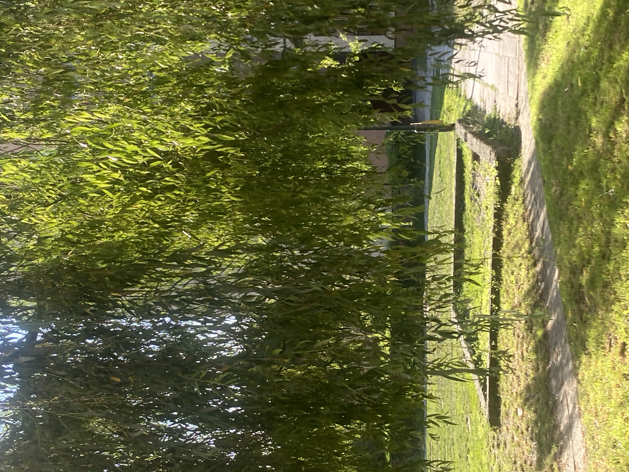 The image shows a view through the hanging branches of a weeping willow tree onto a paved path and a grass-covered area. In the background, there is a low, rectangular concrete structure, possibly the remains of a garden bed or foundation, and a building with windows. A yellow pole is visible to the right of the concrete structure. The scene appears to be an outdoor public space in Nowy Sącz, Poland, characterized by greenery and man-made elements.