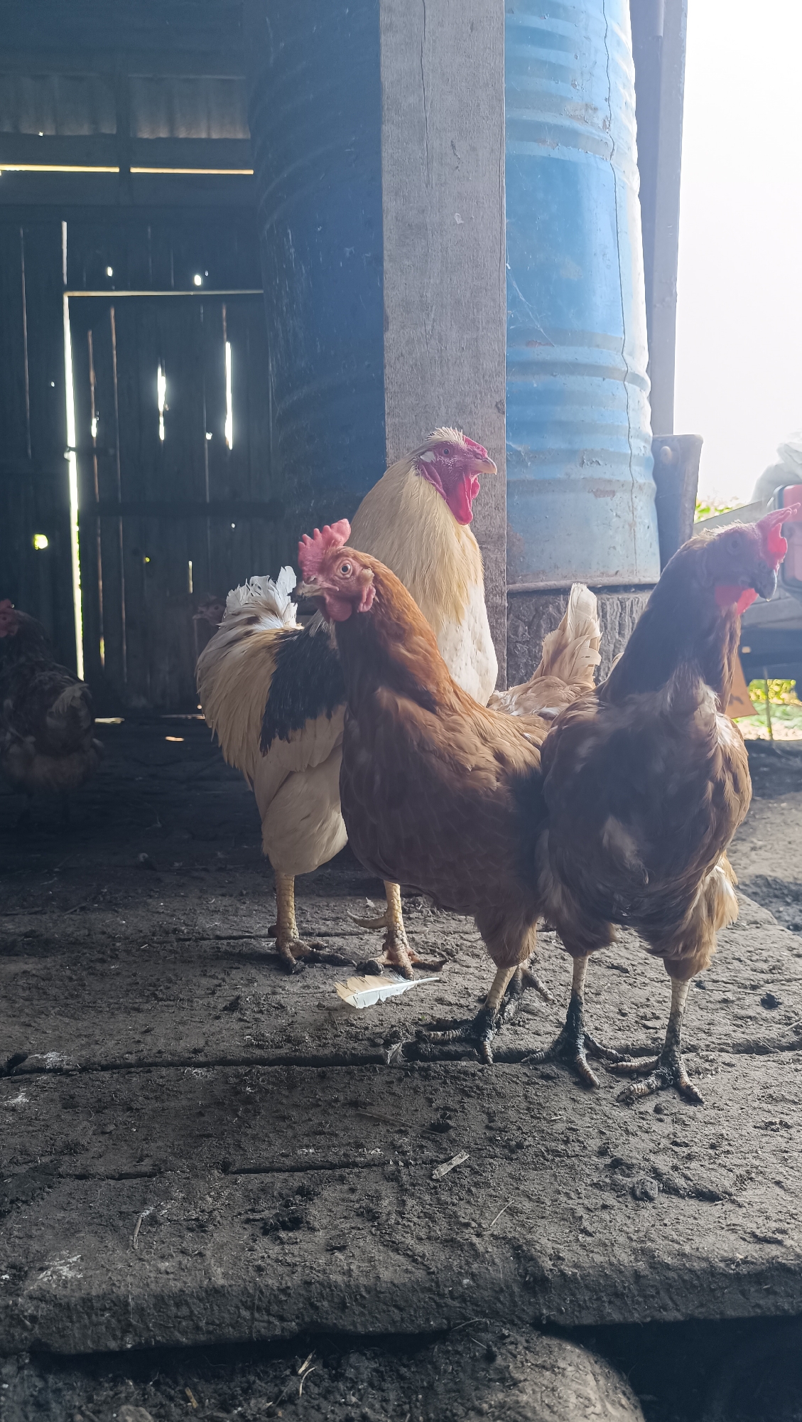 This image depicts several chickens inside a rustic coop. The coop appears to be constructed of wood with a dirt or mud floor covered in wooden planks. In the background, a large blue metal barrel is visible. The lighting suggests an outdoor environment, with sunlight filtering into the structure. The chickens are the primary subjects, with one rooster and several hens in various stages of focus. The scene is unadorned and functional, characteristic of a farm or rural setting.