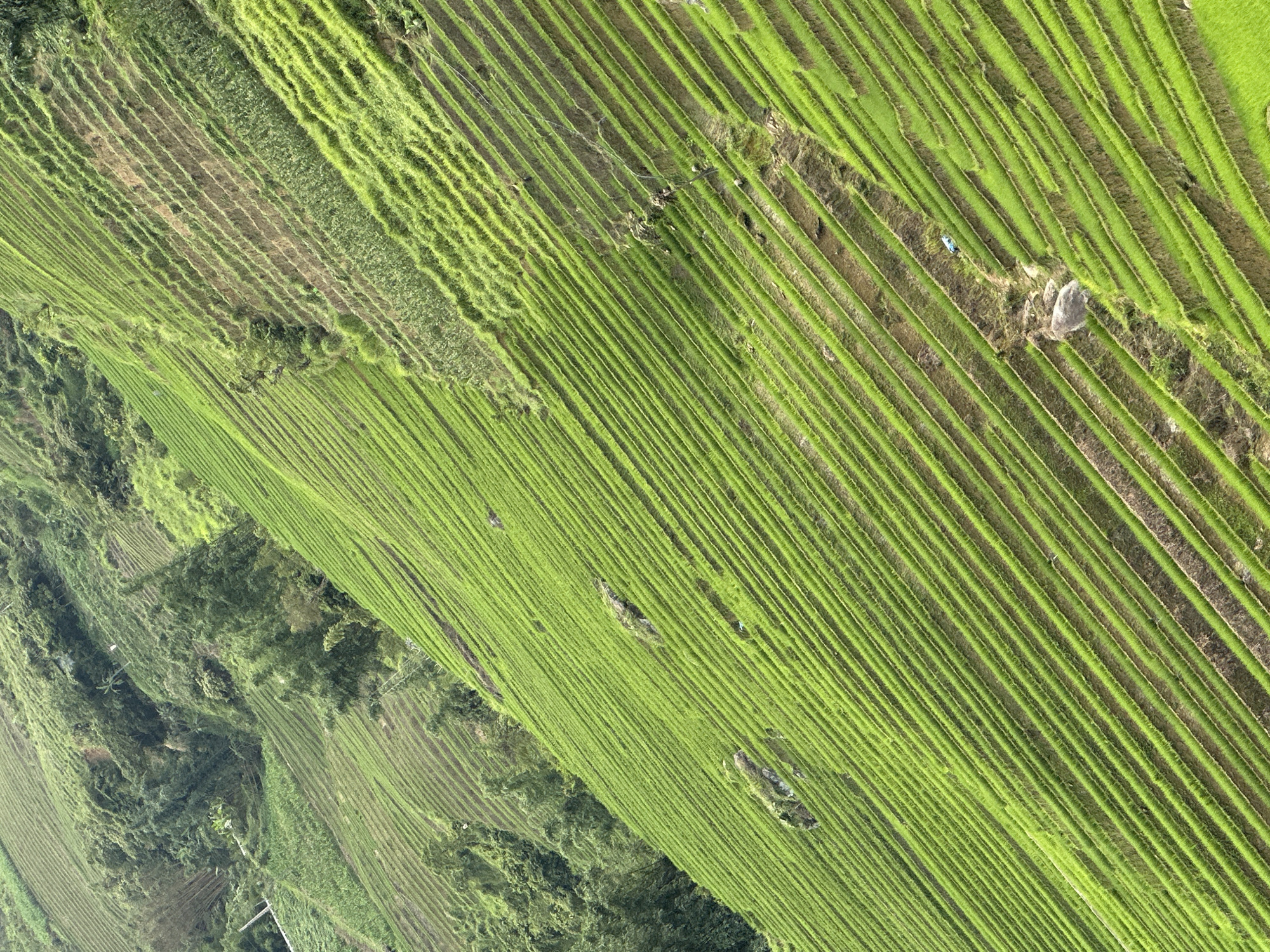 The image shows an aerial view of terraced rice fields in Bản Hồ, Vietnam. The rice paddies form horizontal green lines across the landscape. Vegetation and trees are visible, indicating a natural environment with cultivated land.