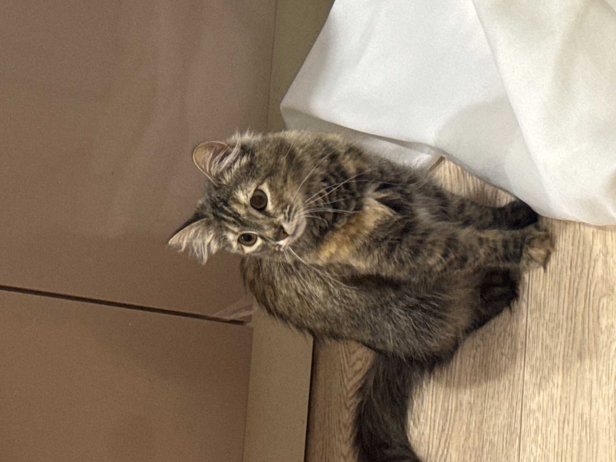 A long-haired, tabby cat with brown, black, and orange fur is sitting on a light brown wooden floor. The cat is facing left, with its head turned to look slightly back and to the left. It has large, amber eyes and prominent white whiskers. Its tail is long and bushy, lying across the floor behind it. To the right of the cat is a large, folded piece of white fabric. The background consists of a light brown, smooth surface, possibly a wall or the inside of a box, with a thin, dark vertical line running down the middle. The lighting is soft and appears to be coming from the right. No people are visible in the image. The scene is indoors, with no specific city or geographical features identifiable.