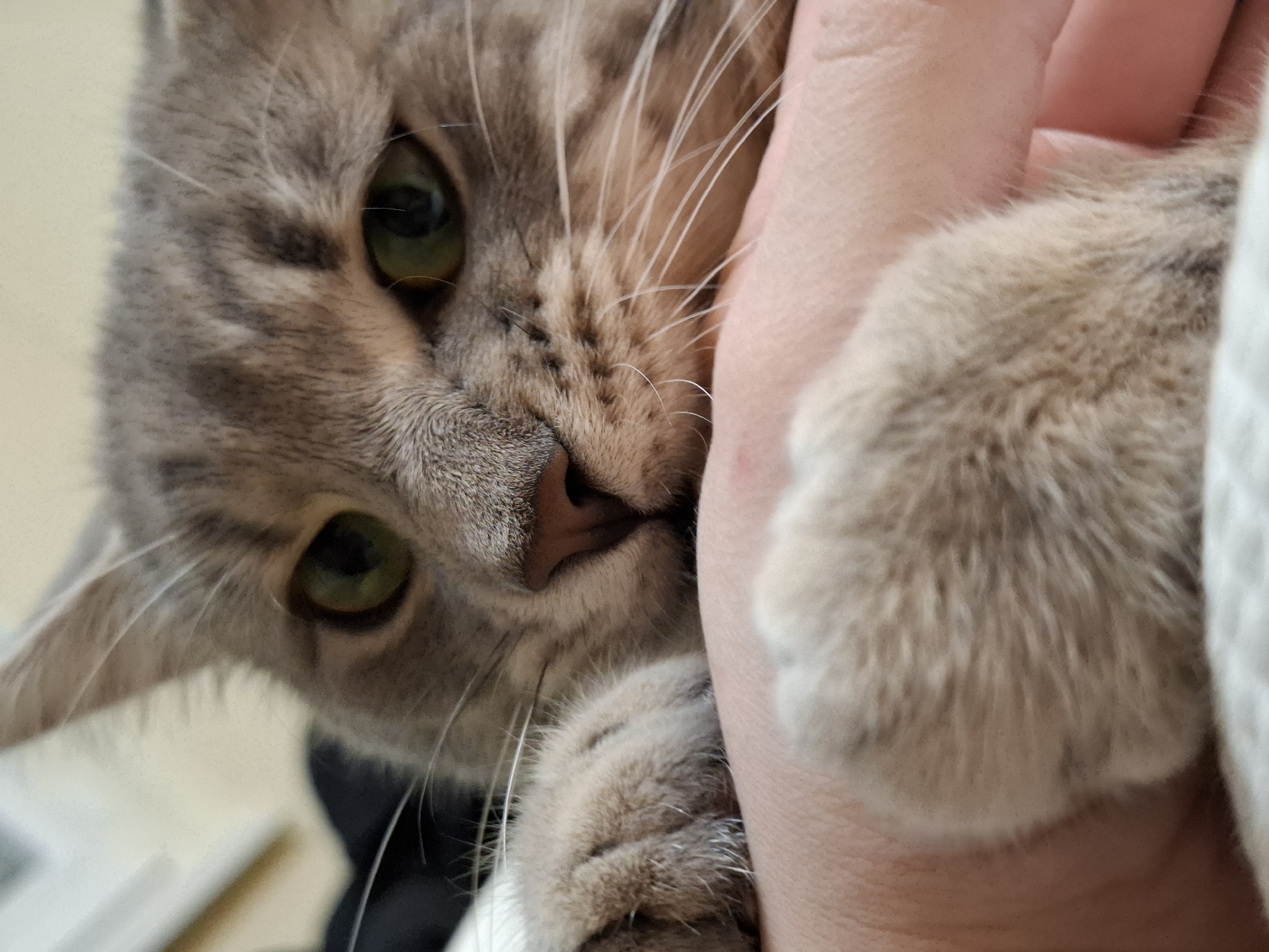 A close-up, high-angle shot captures a domestic cat intimately interacting with a human hand. The main subject is a light gray or tan tabby cat, positioned on the left and center of the frame, looking directly towards the viewer with bright green eyes. Its pinkish nose and numerous long, white whiskers are clearly visible, and its facial fur displays subtle tabby markings.
A light-skinned human hand is prominent on the right side of the frame, with the cat's face gently pressed against it. One of the cat's front paws, covered in soft, light-colored fur, also rests on the human hand, suggesting a moment of affectionate interaction, possibly cuddling or petting. The detailed textures of the cat's fur and the human skin are clearly visible due to the close proximity.
The background is softly blurred, offering minimal contextual details but implying an indoor setting. Hints of a light-colored fabric or object can be seen in the background behind the hand and cat. The lighting is soft and even, accentuating the fine details of the cat's fur and the intensity of its eyes. The overall scene conveys warmth, tenderness, and a strong bond between the cat and its human companion. No text is visible in the image.
