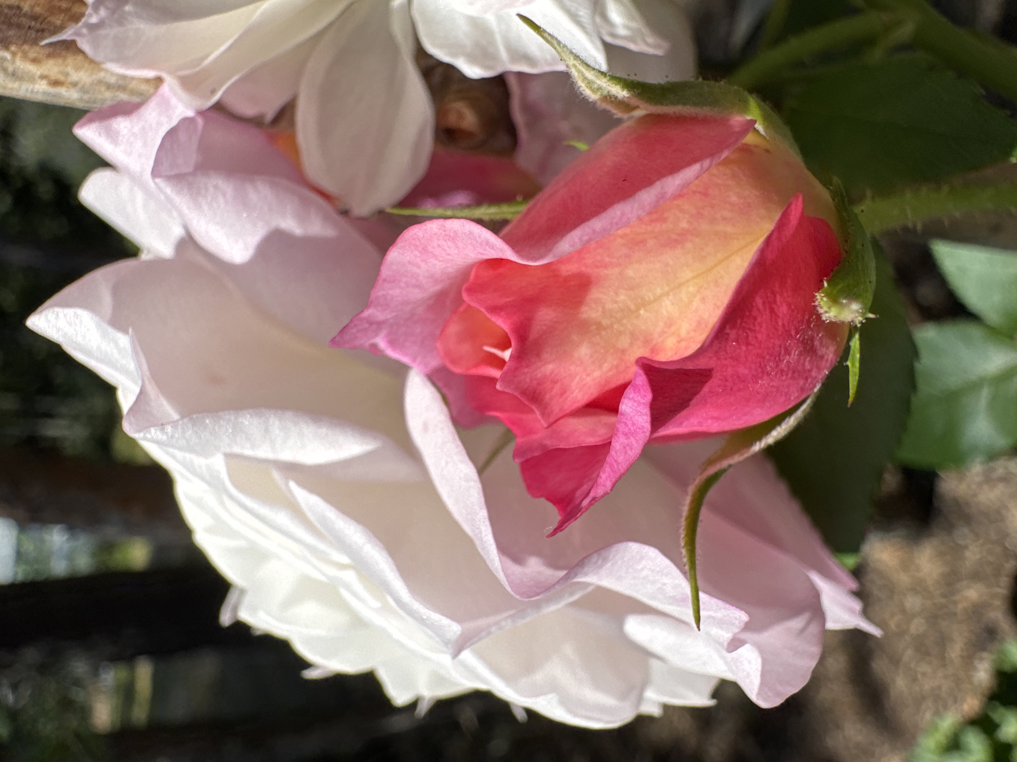 This is a close-up, eye-level, outdoor photograph of a rose bud with a vibrant pink and yellow gradient, partially unfurled and positioned in the foreground. The bud is nestled amongst larger, soft pink and white rose petals, some of which are slightly blurred, creating a bokeh effect. The background consists of dark, out-of-focus trees and sunlight dappling the ground, suggesting a garden setting. A thin, wooden post is visible on the right side of the frame. The image does not contain any identifiable landmarks or elements that would specifically place it within the city of Zelenaya Roshcha, Russia.