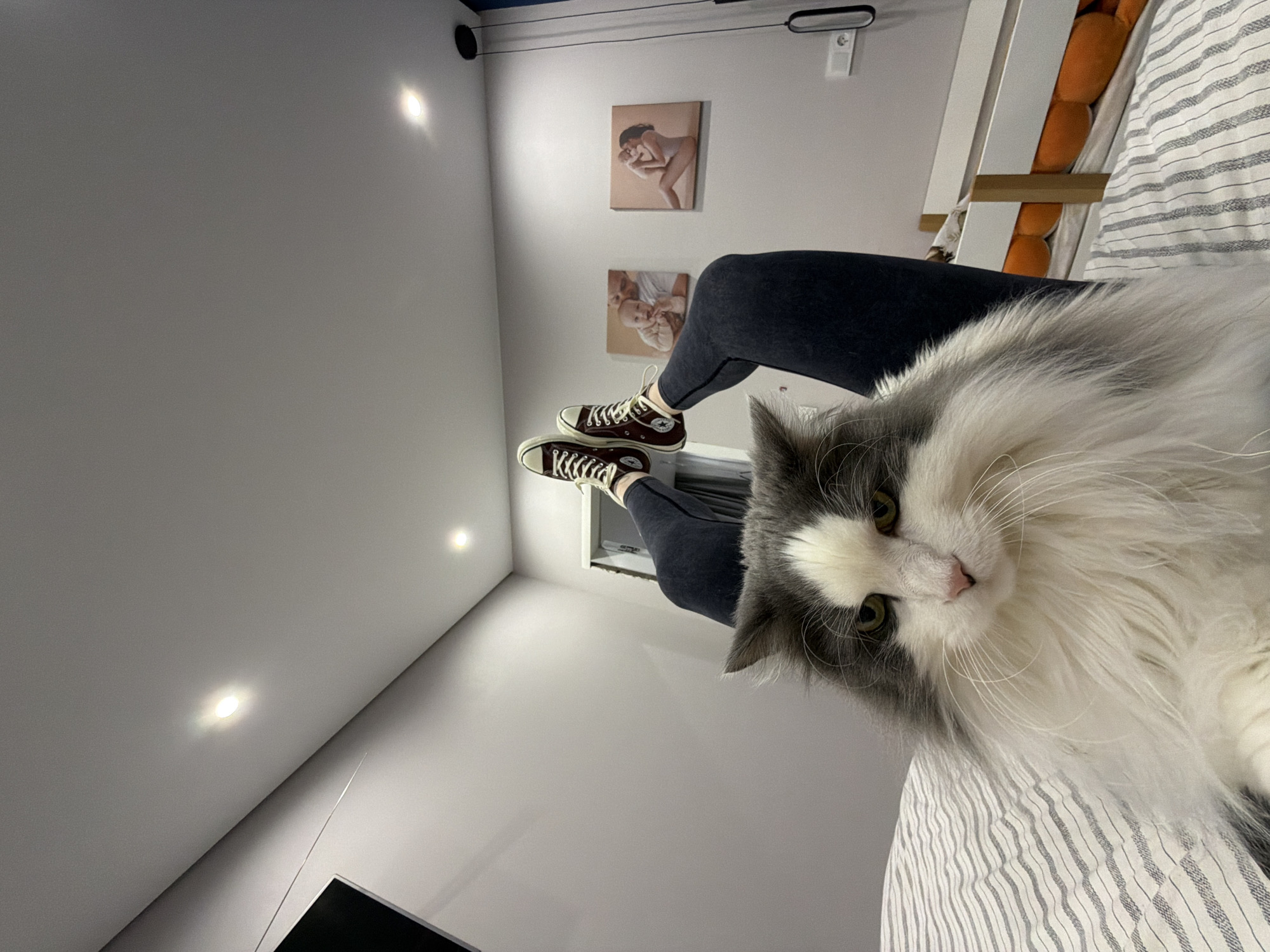 The image captures a casual indoor scene, likely in a bedroom, with a low perspective looking upwards. The primary subject is a fluffy, long-haired gray and white cat with striking green-yellow eyes and a pink nose, prominently positioned in the foreground and looking directly at the camera.
Behind the cat, a person's legs are visible, bent at the knee and extending upwards. The person is wearing dark gray or black fitted pants and dark brown high-top sneakers with white laces and soles (resembling Converse). They appear to be reclining or sitting on a bed.
The setting includes a bed partially covered by a white and gray striped duvet. A white wooden bed frame or headboard is visible, featuring several orange cylindrical cushions tucked behind it. The wall in the background is white, adorned with two framed canvas prints: one depicting a woman holding a baby, and the other showing a man holding a baby. The white ceiling is illuminated by several recessed spotlights. A blue-colored track or trim runs along the top of the wall, featuring a black oblong light fixture, a black cable, and a white electrical outlet.
The room is well-lit by artificial light, suggesting it could be day or night. The overall impression is one of a comfortable and modern domestic space. No visible text is present in the image. This scene takes place in Chaikovsky, Russia.