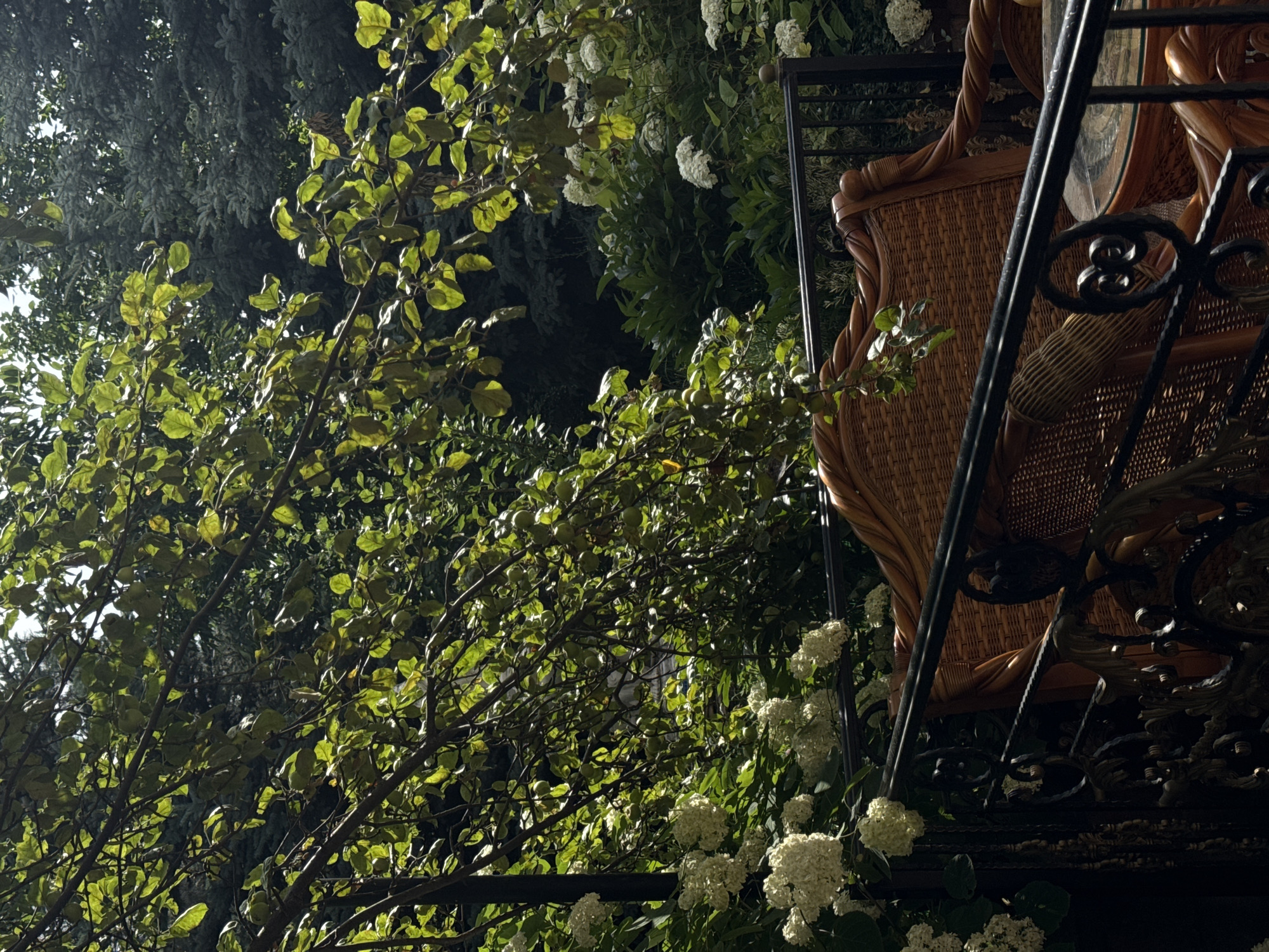This is an outdoor shot taken on a sunny day in Almaty, Kazakhstan. The image features lush green foliage, likely from a tree, with its leaves catching the sunlight. Among the leaves, small green fruits are visible, suggesting it could be an apple tree or a similar fruit-bearing plant. In the foreground and right side of the image, a part of a balcony or railing is visible, made of black wrought iron with ornate details. Behind the railing, a woven rattan chair is partially seen. White flowers, possibly hydrangeas, are scattered throughout the scene, adding a touch of delicate beauty to the greenery. The overall impression is one of a serene and verdant natural setting, perhaps a garden or a balcony overlooking greenery. The lighting suggests it is daytime, with dappled sunlight filtering through the leaves.