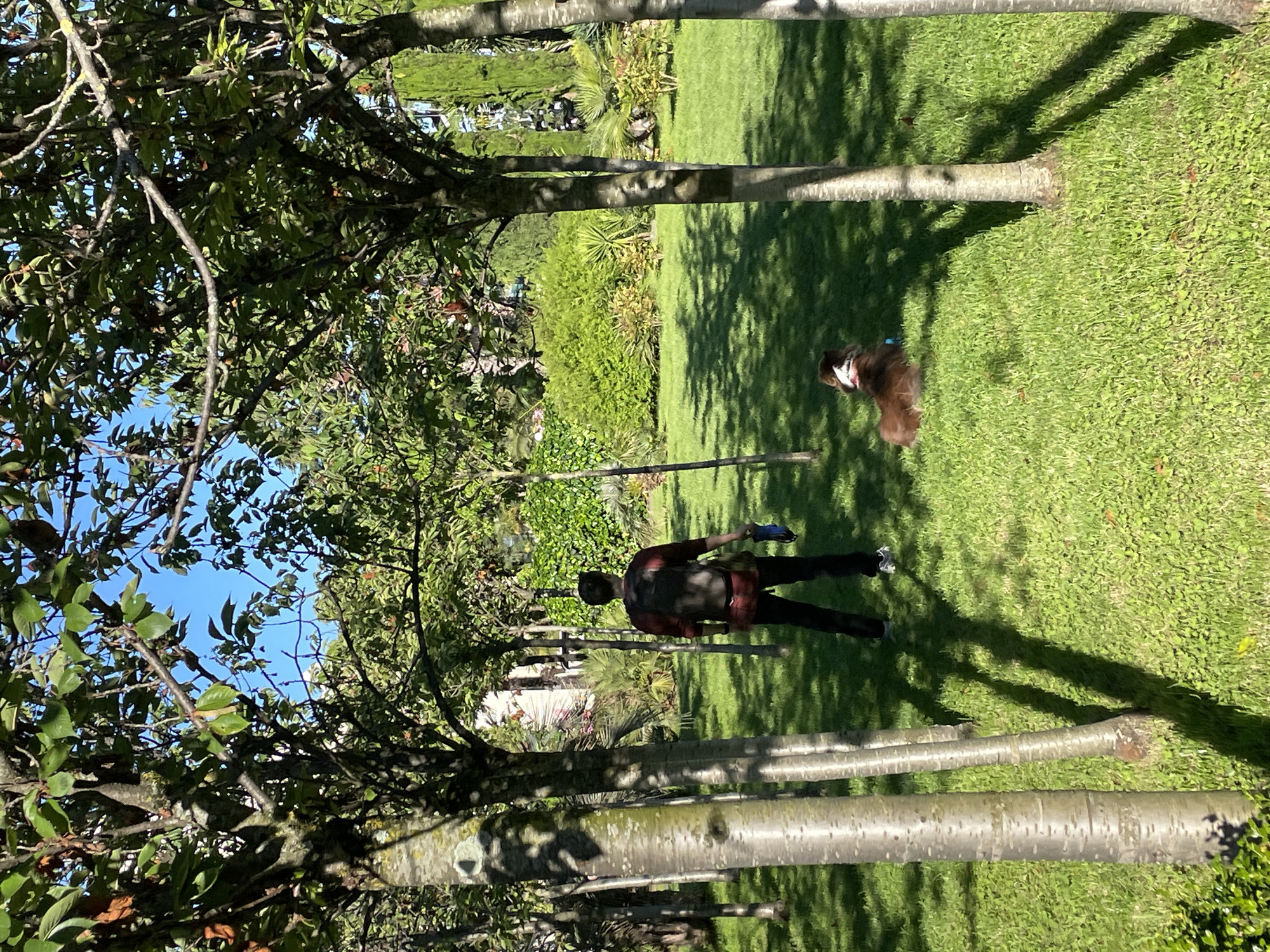 The image captures a sunny outdoor scene, likely a lush garden or park, in what appears to be Sochi, Russia. A person, viewed from behind, stands on vibrant green grass, wearing a red and black plaid shirt, dark trousers, and white sneakers. They are holding a blue object in their left hand. To the person's right, a brown and white dog, possibly a spaniel, sits or lies calmly on the grass, also facing away from the camera.
The setting is dominated by numerous trees with slender, light-colored trunks and dense green foliage that partially obscure a clear blue sky. Long, distinct shadows are cast across the well-manicured grass, indicating either morning or late afternoon sunlight. The background reveals more extensive greenery, including dense bushes and additional trees, contributing to a rich, verdant landscape. The overall atmosphere appears peaceful and serene, with no specific activity beyond standing and resting in nature. No text is visible in the image.