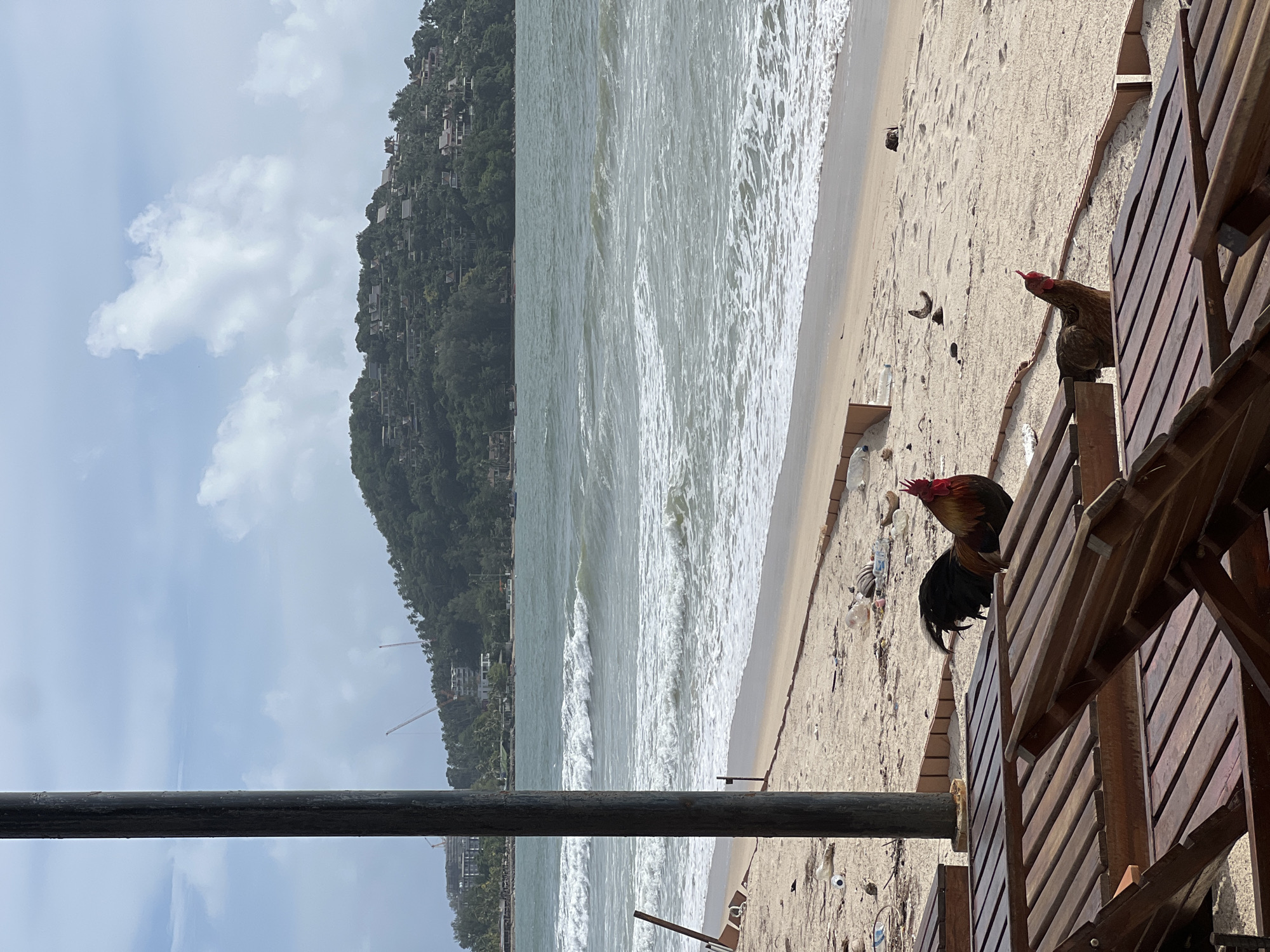 Here's a detailed description of the image:
**Setting:** A beach scene in an unknown city. The image appears to be taken from an elevated position, possibly from a structure like a restaurant or deck.
**Environment:**
* **Beach:** Sandy beach with visible trash and debris scattered on the sand. Waves are crashing onto the shoreline.
* **Vegetation:** A green, tree-covered hill rises in the background on the left side of the image. Buildings are visible on the hill.
* **Weather:** Cloudy skies are present.
**Objects:**
* **Wooden structure:** Wooden planks appear to form part of a building or deck.
* **Pole:** A dark-colored pole is visible in the foreground, crossing the bottom of the image.
* **Trash:** Bottles, plastic items, and other trash are scattered on the sand.
**Subjects:**
* **Roosters:** Two roosters are present. One rooster is perched on the wooden structure, while the other is standing near the deck.